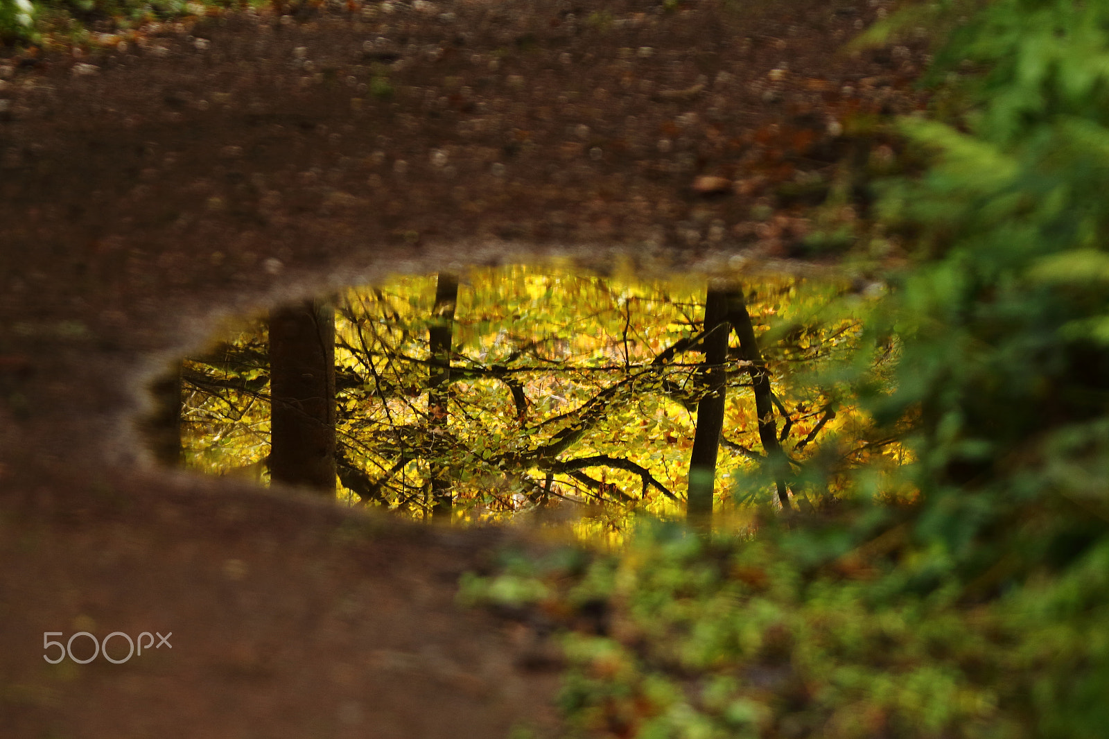 Tamron SP 150-600mm F5-6.3 Di VC USD sample photo. Reflejo in schwarzwald, germany photography
