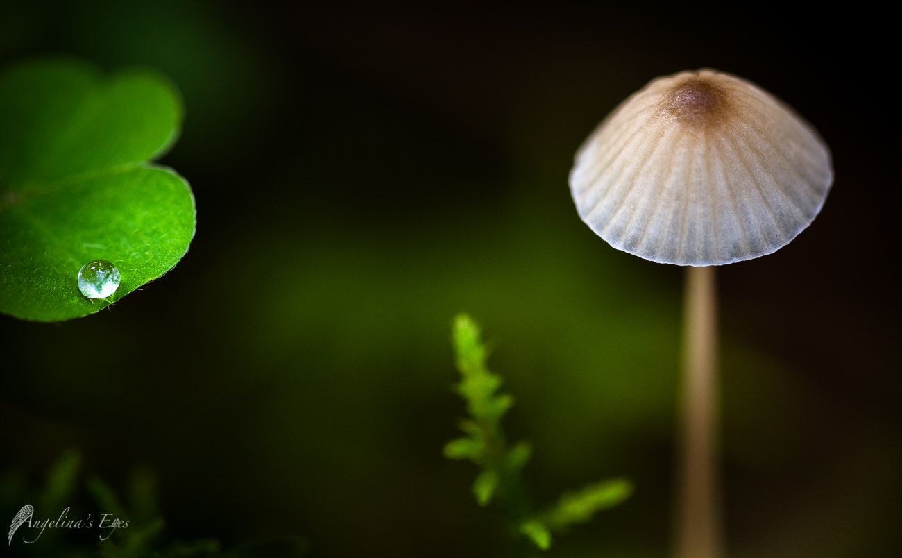 100mm F2.8 G SSM OSS sample photo. Let's take a look into the crystal ball photography
