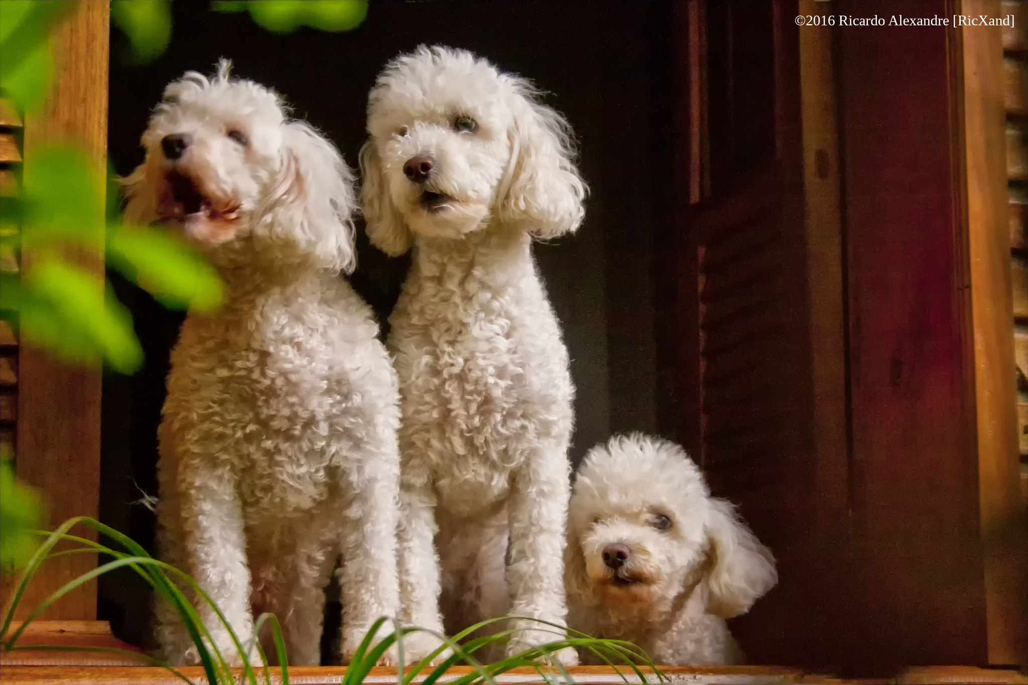 Canon EF-S 18-55mm F3.5-5.6 II sample photo. Poodles photography
