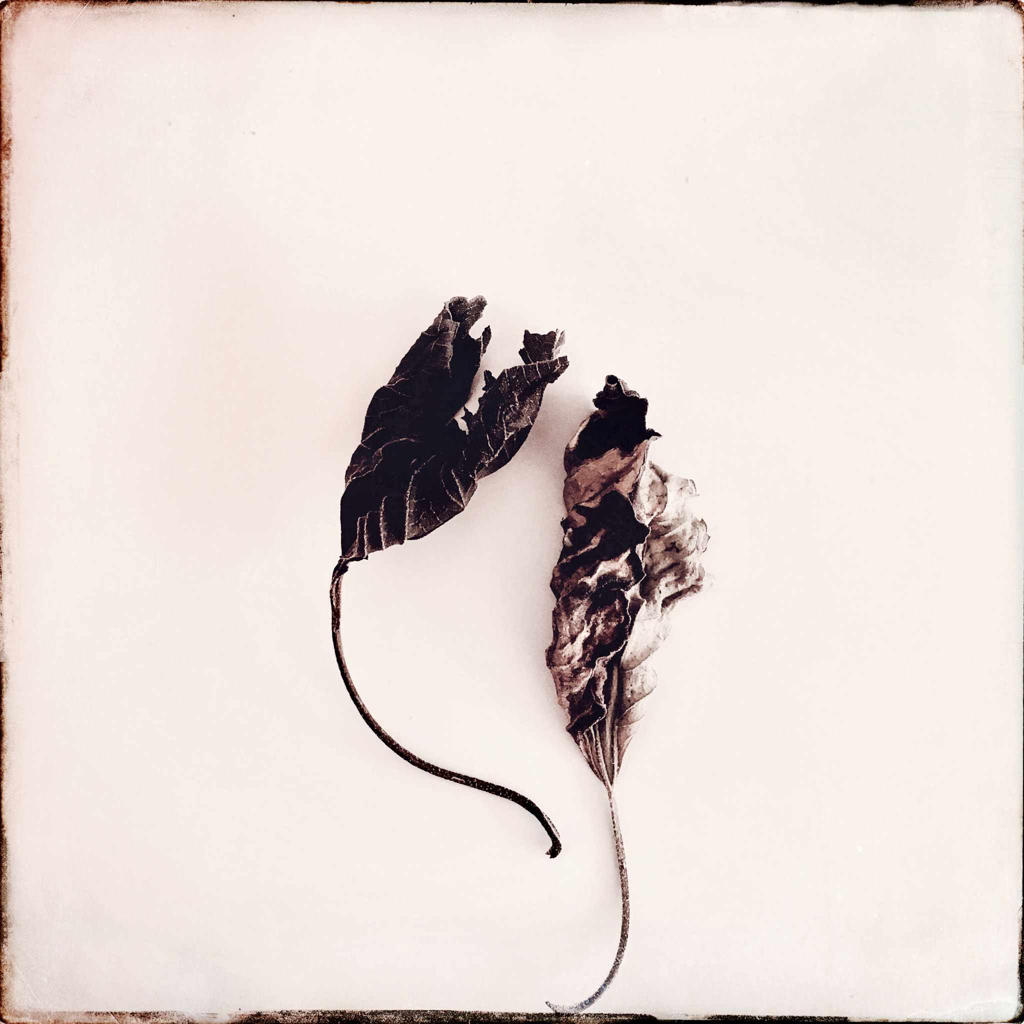 Hipstamatic 322 sample photo. About leaves photography