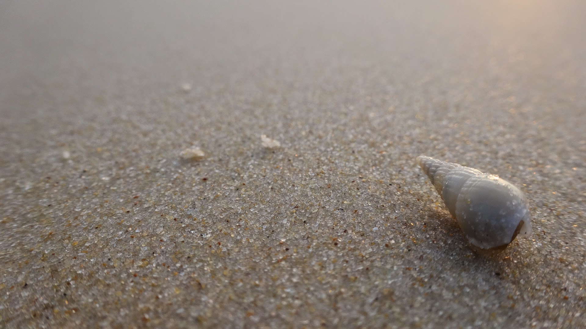 Sony Cyber-shot DSC-WX300 sample photo. Seashell photography