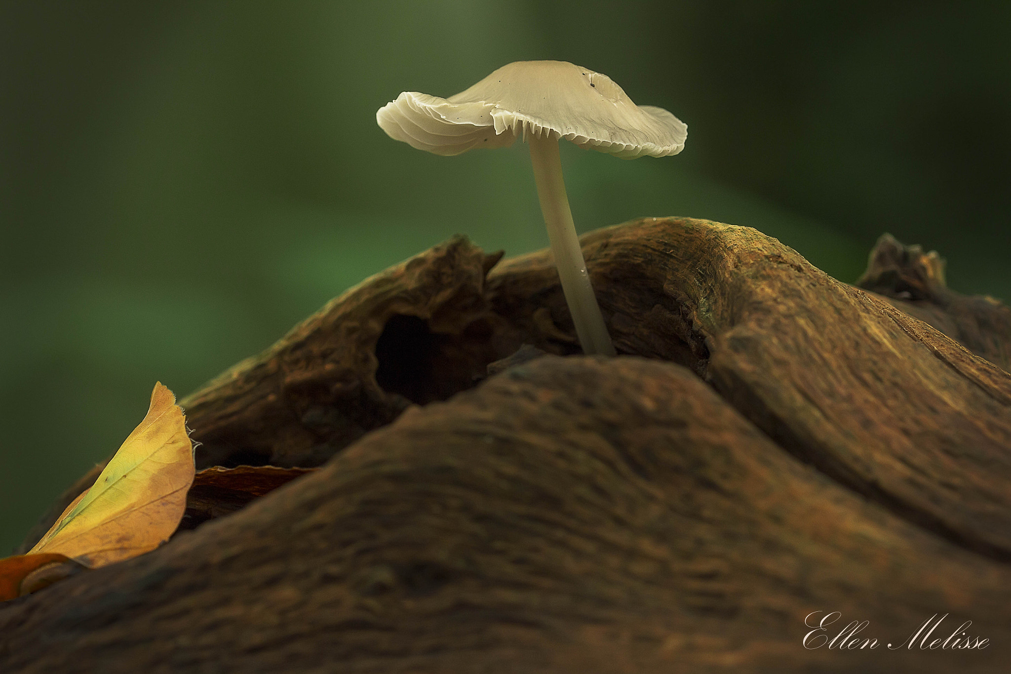 Sigma 105mm F2.8 EX DG OS HSM sample photo. Hidden in the forest photography