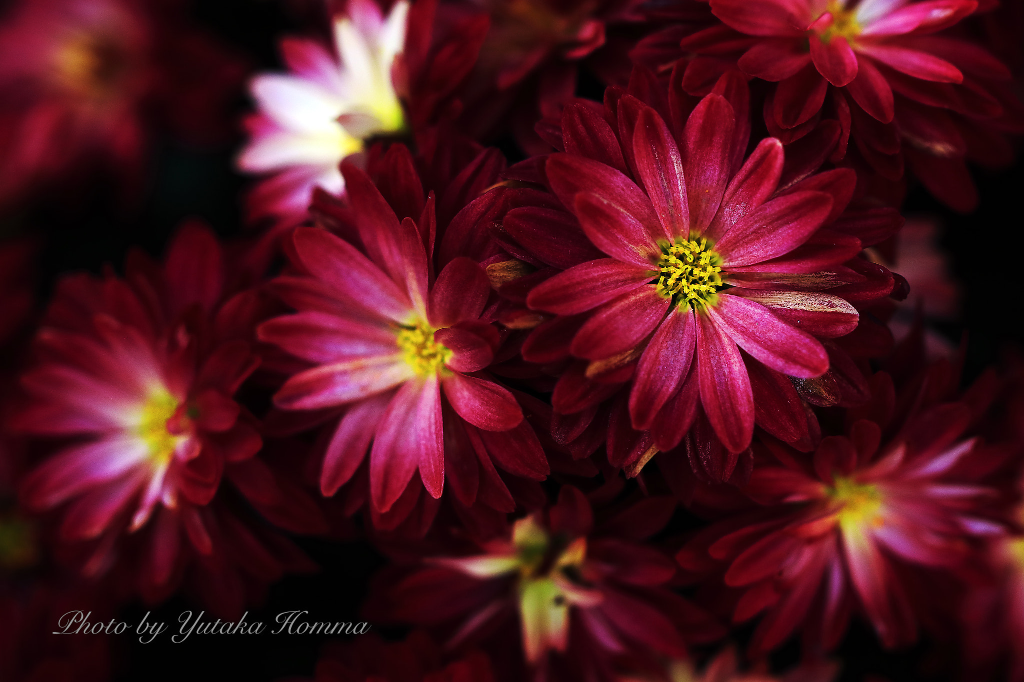 Canon EF 100mm F2.8L Macro IS USM sample photo. Chrysanthemum photography