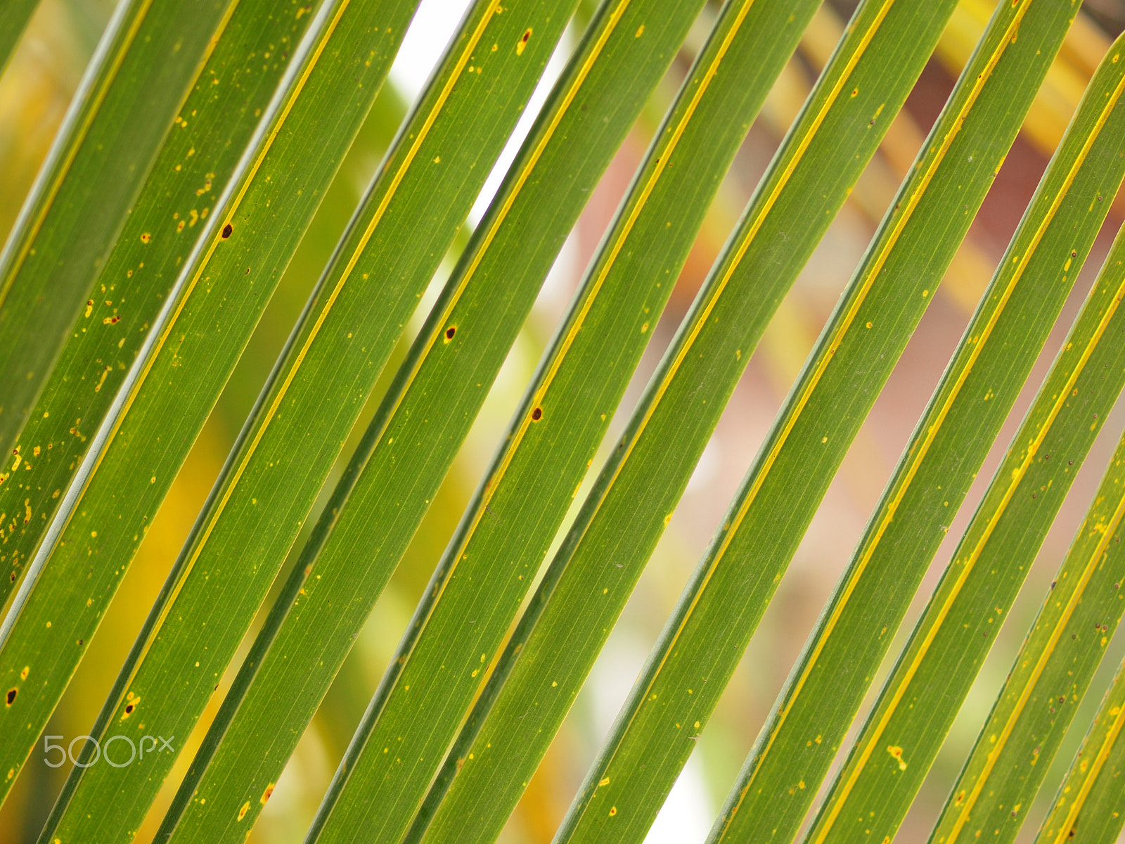 Olympus E-620 (EVOLT E-620) sample photo. Coconut leaf in pattern photography