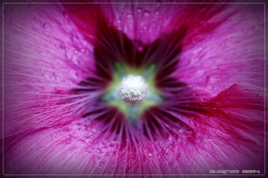Canon EOS-1D Mark III sample photo