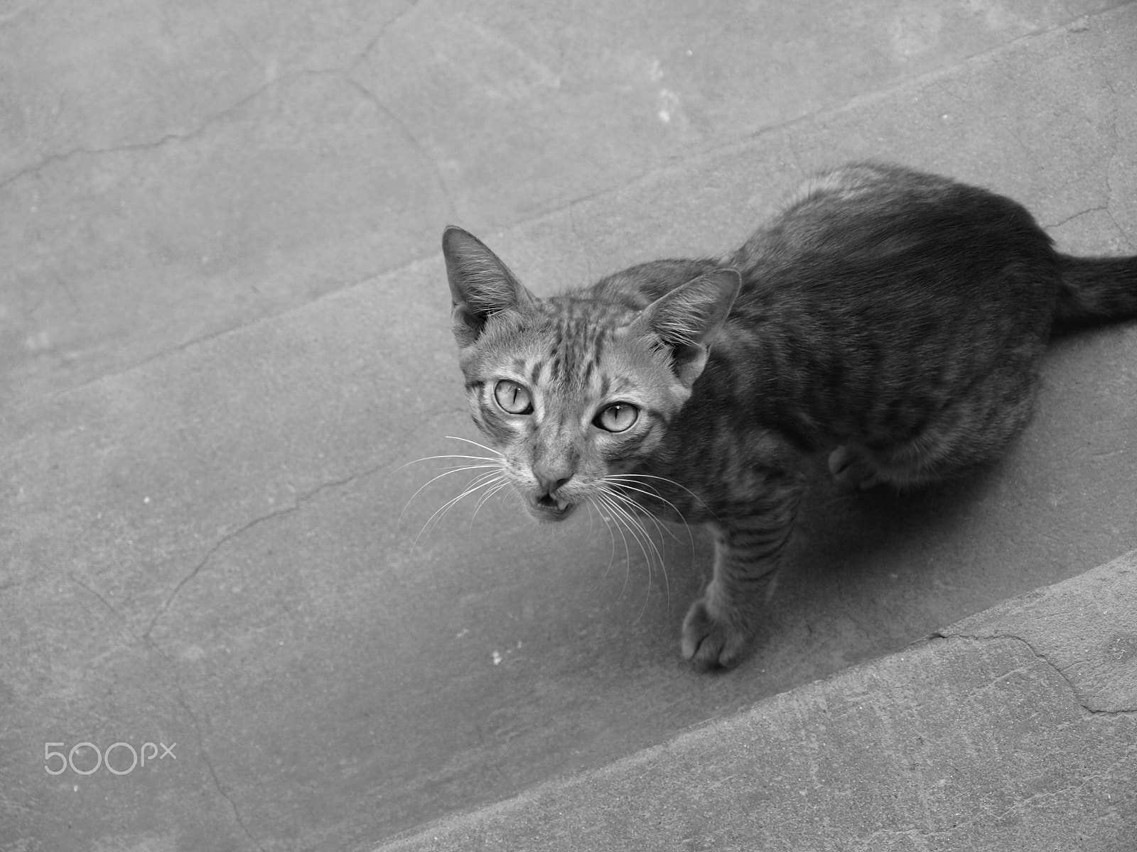 Olympus E-620 (EVOLT E-620) + OLYMPUS 14-42mm Lens sample photo. Snarling cat photography