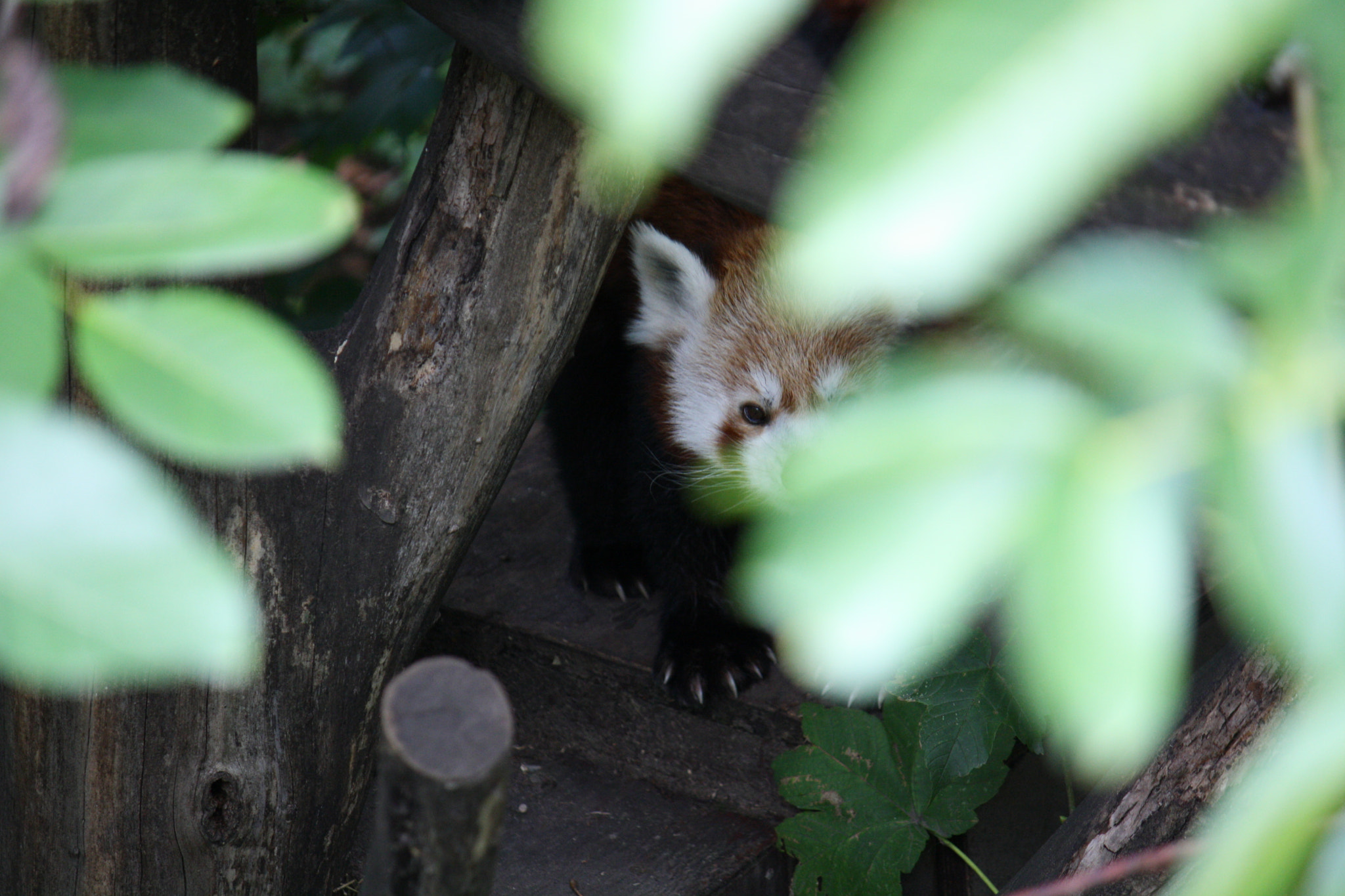 Canon EF-S 55-250mm F4-5.6 IS sample photo