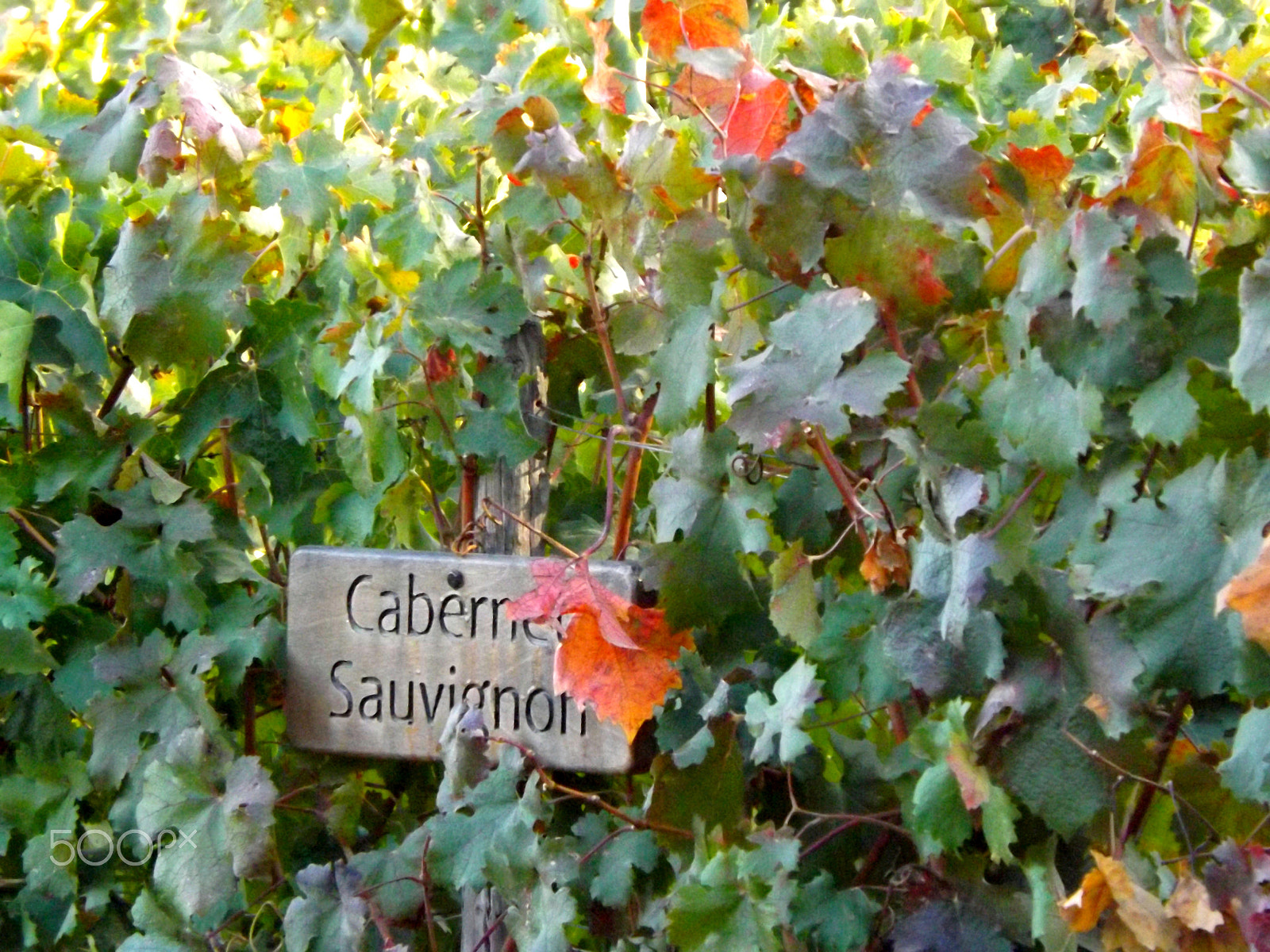 Fujifilm FinePix SL300 sample photo. Cabernet sauvignon photography