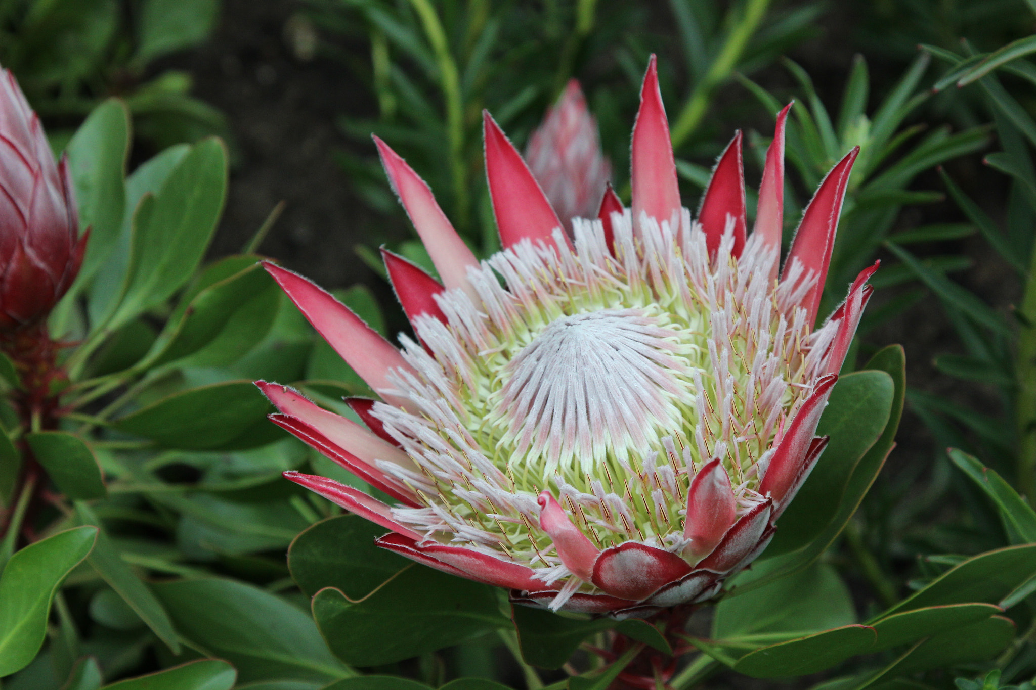 Canon EOS 600D (Rebel EOS T3i / EOS Kiss X5) sample photo. Protea photography