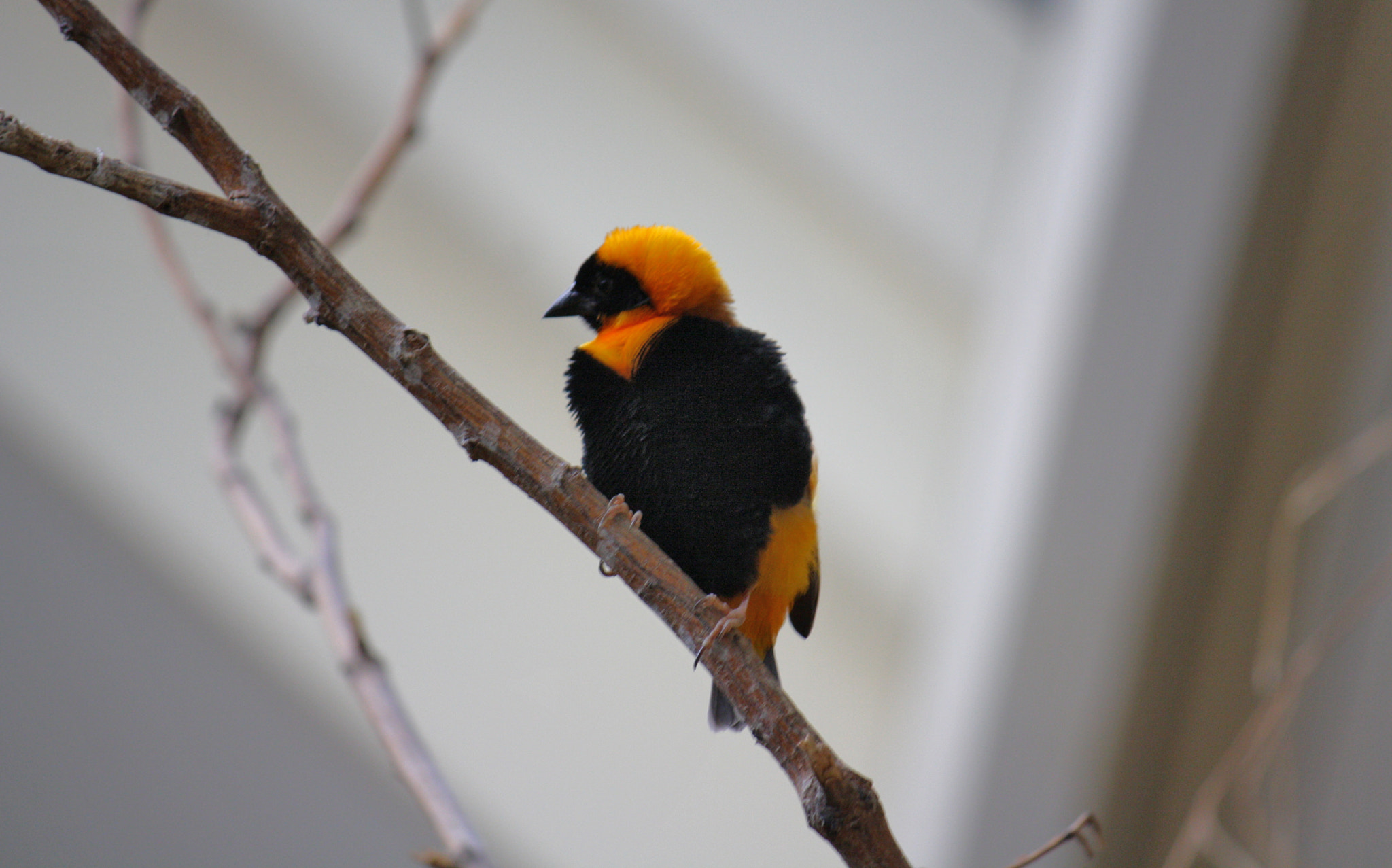 Canon EF-S 55-250mm F4-5.6 IS sample photo