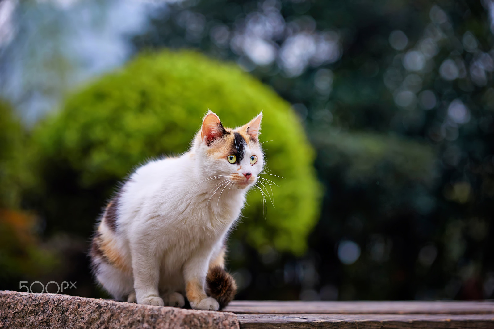 Sony a99 II sample photo. Three cats photography