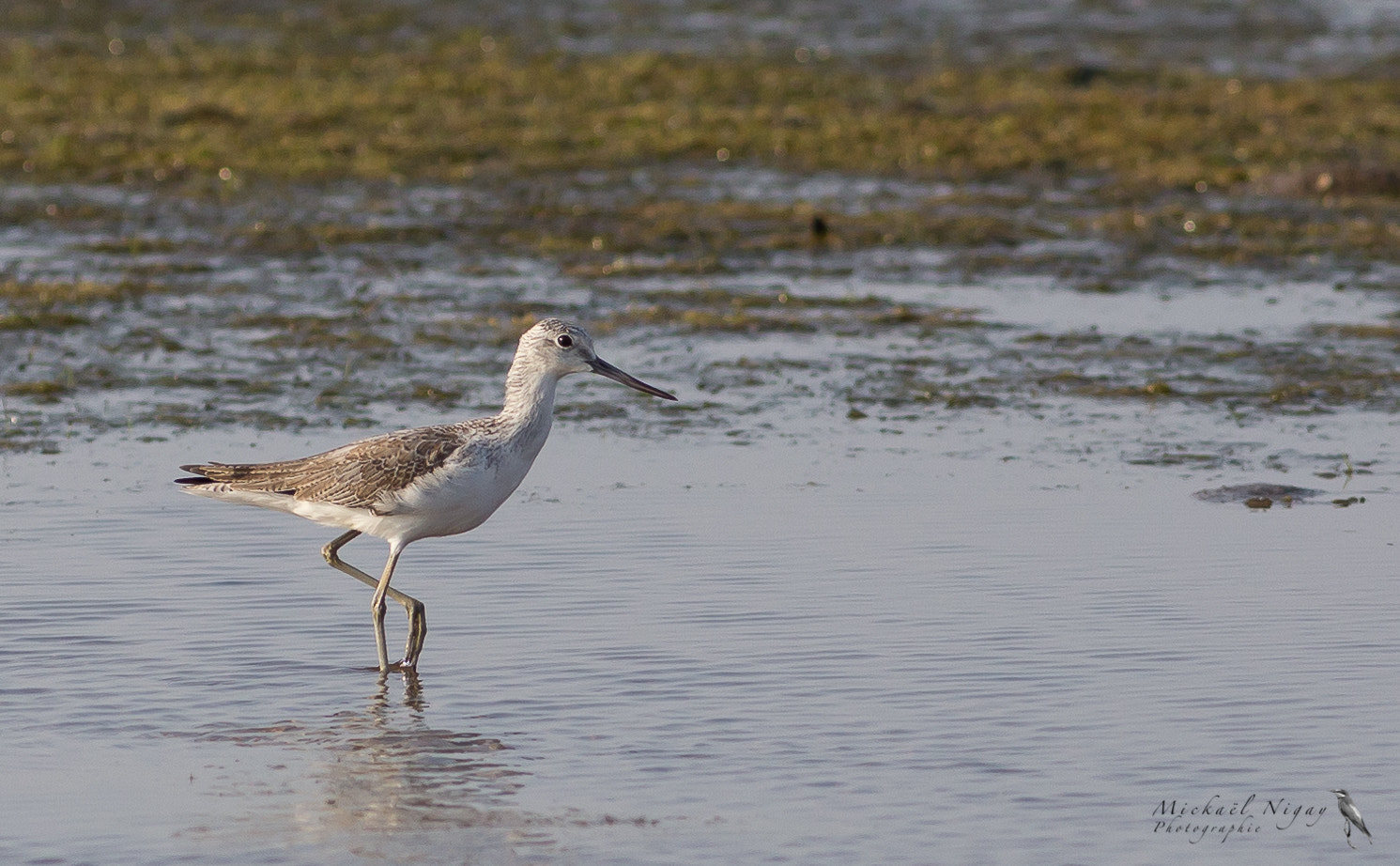 Canon EOS 6D + Canon EF 300mm F4L IS USM sample photo. Pêcheur photography