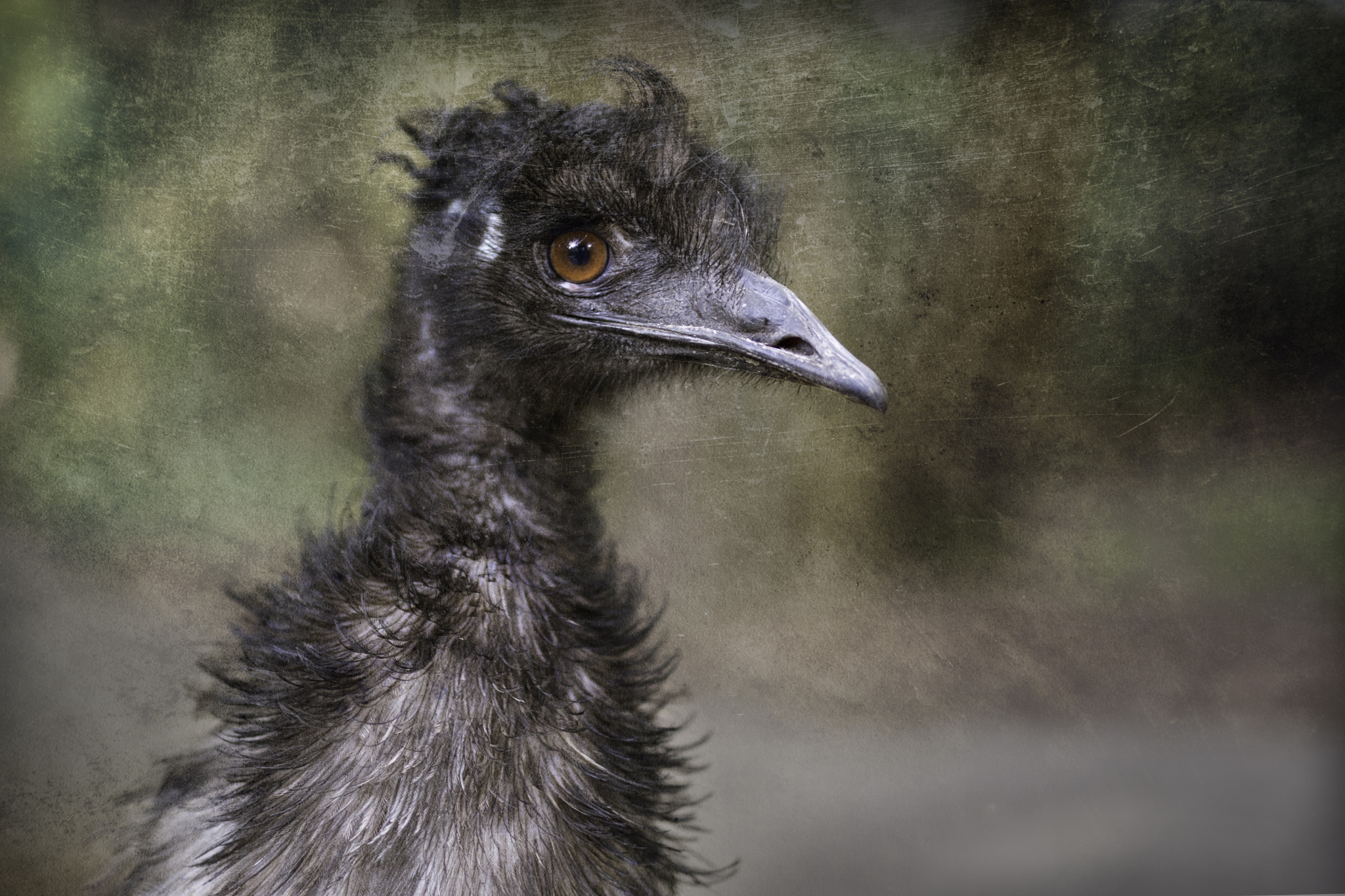 Nikon D800E + Sigma 50mm F1.4 DG HSM Art sample photo. Emu photography
