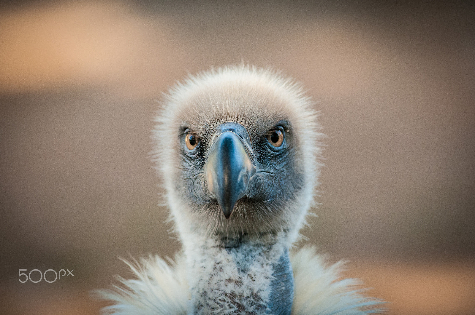 Nikon D300 + Nikon AF-S Nikkor 300mm F4D ED-IF sample photo. White-backed vulture portrait (gyps africanus) photography