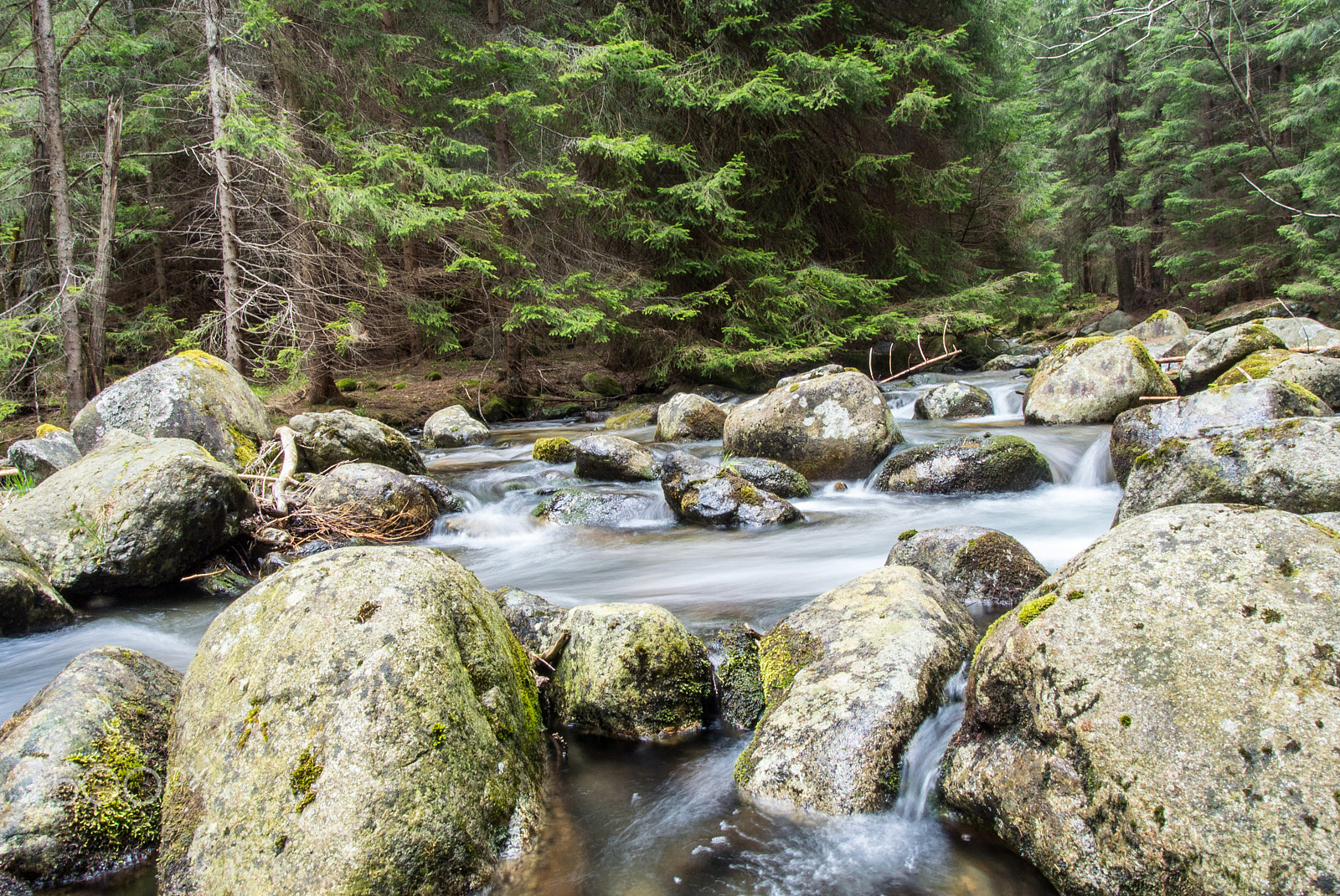 Nikon 1 Nikkor VR 10-30mm F3.5-5.6 sample photo. Forrest stream photography