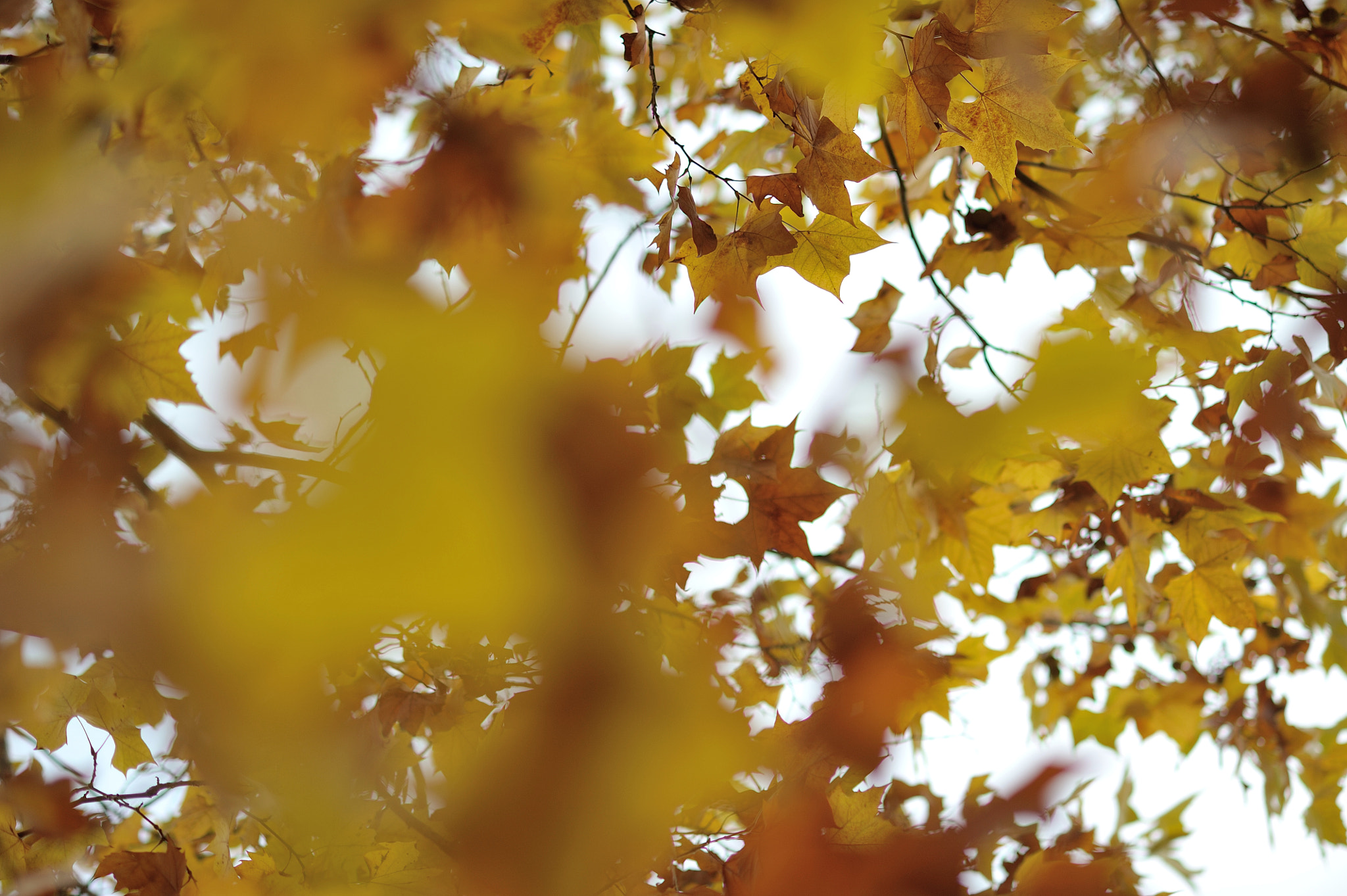 AF DC-Nikkor 135mm f/2D sample photo. Autumn for tokyoites photography