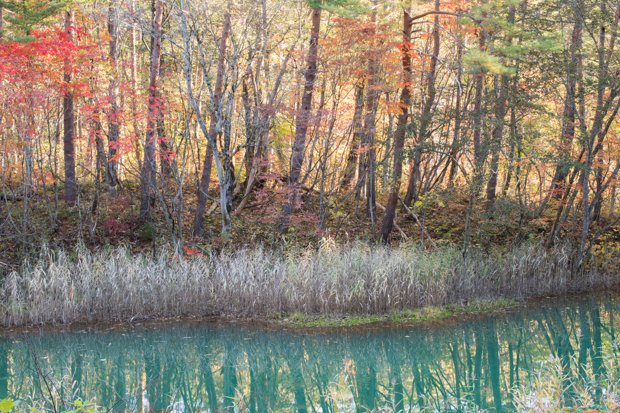 Nikon D800 sample photo. Autumn color photography