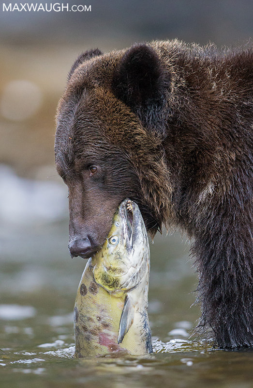 Canon EOS-1D X sample photo. Grizzly with salmon photography