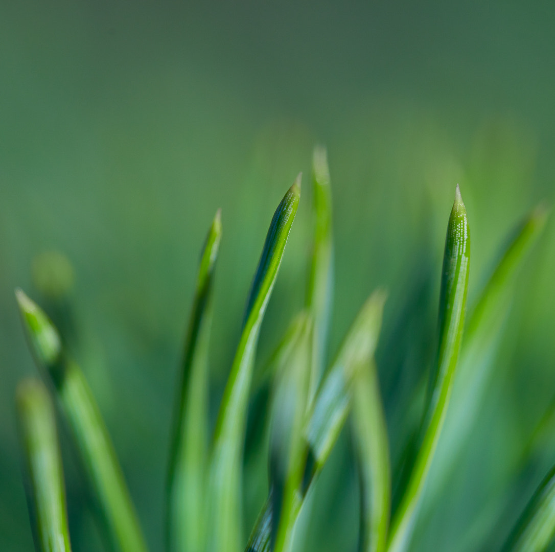 Sony a7 sample photo. Pine needles photography