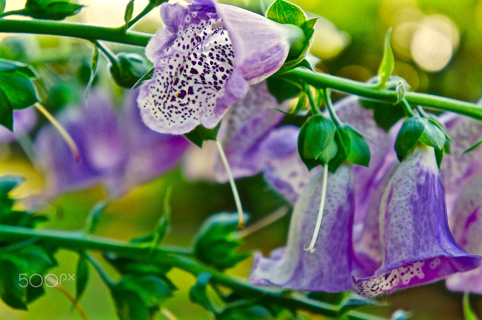 Sony Alpha NEX-3 sample photo. Foxglove - take 2 photography