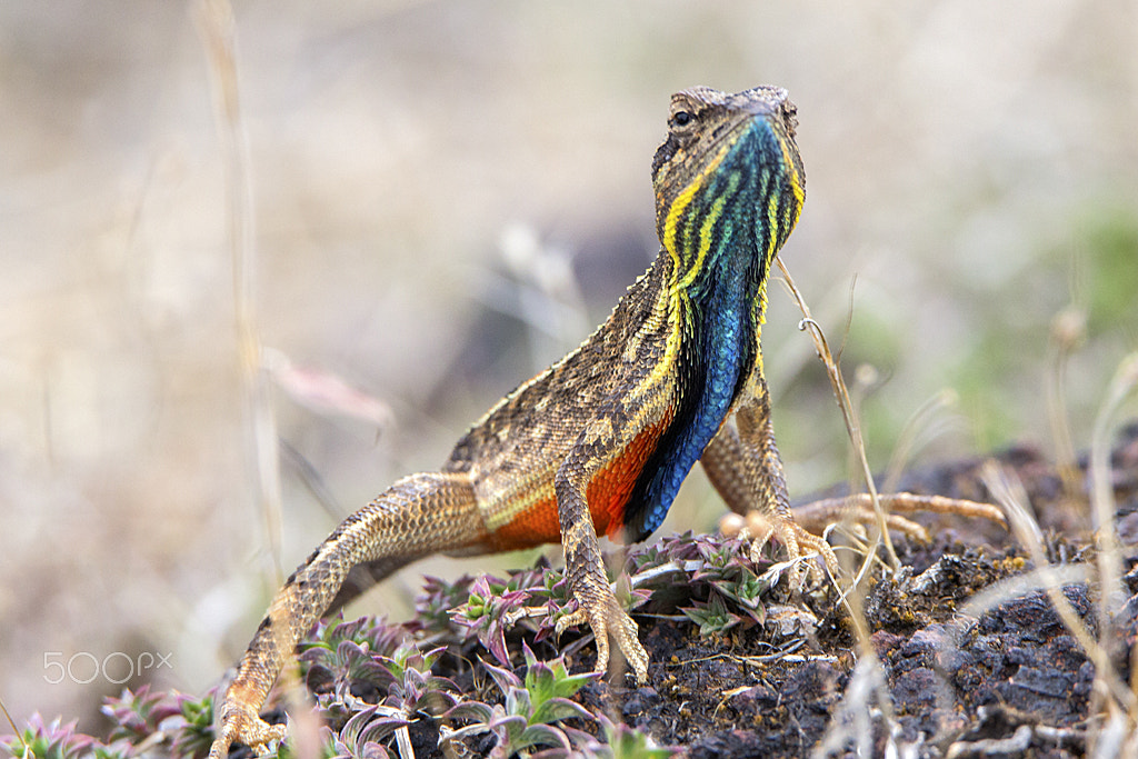 Canon EOS 600D (Rebel EOS T3i / EOS Kiss X5) + Tamron SP 150-600mm F5-6.3 Di VC USD sample photo. Fan throated lizard photography