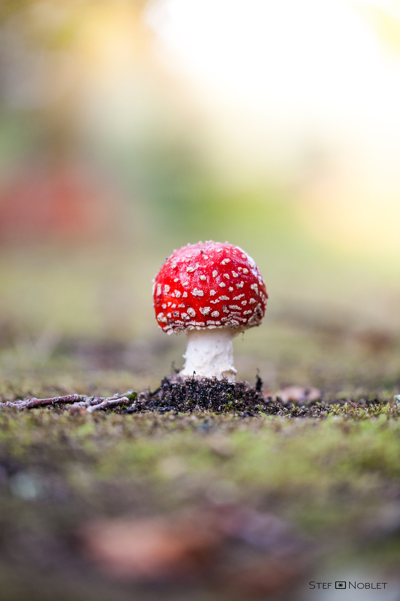 Sigma 105mm F2.8 EX DG OS HSM sample photo. Tue mouche photography