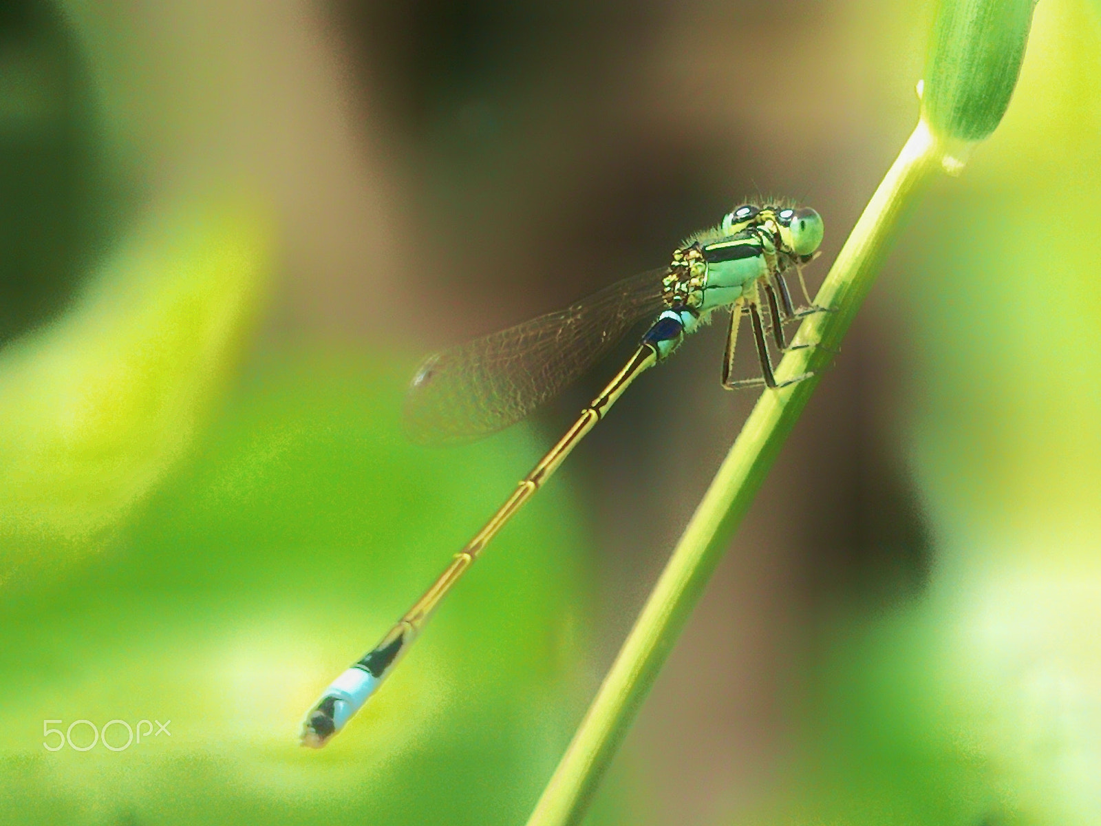 ASUS ZenFone 4 (A400CG) sample photo. Dragonfly photography