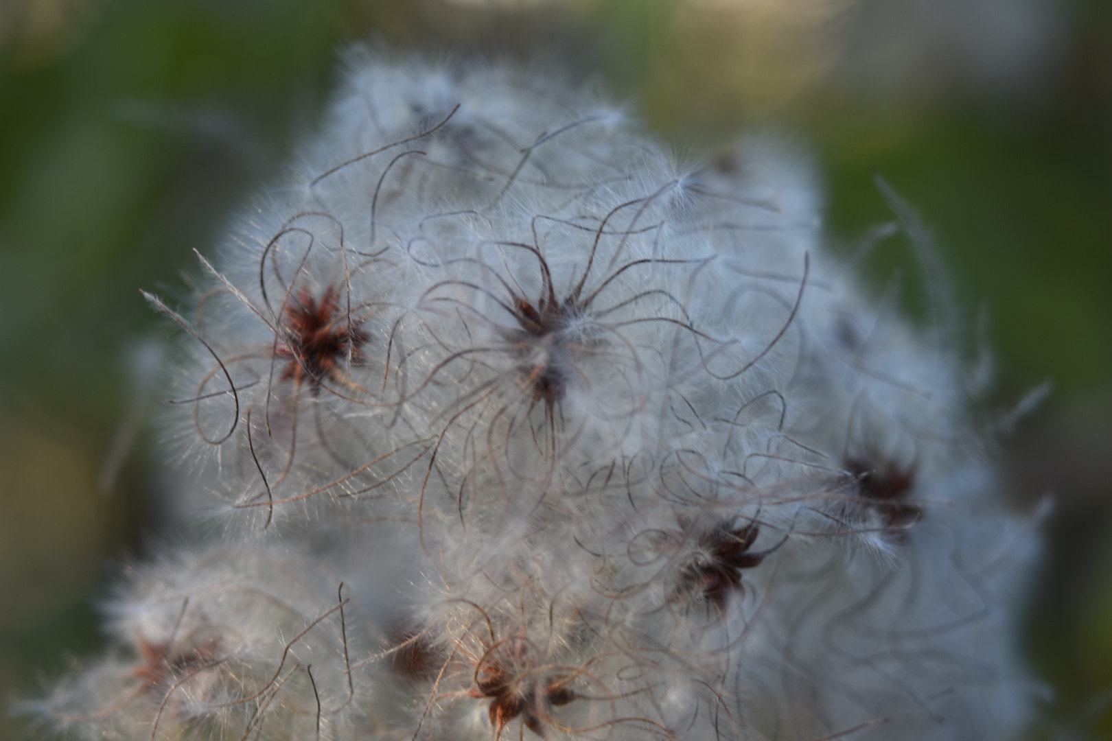 AF Zoom-Nikkor 35-105mm f/3.5-4.5 sample photo. Macro photography