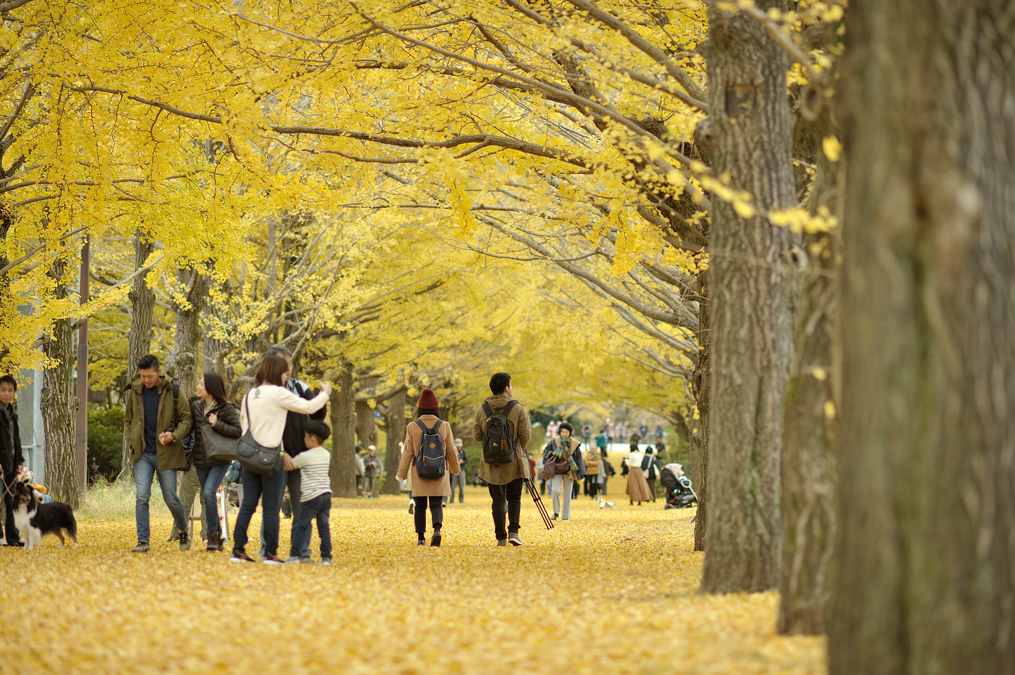 Nikon D700 sample photo. Autumn for tokyoites photography