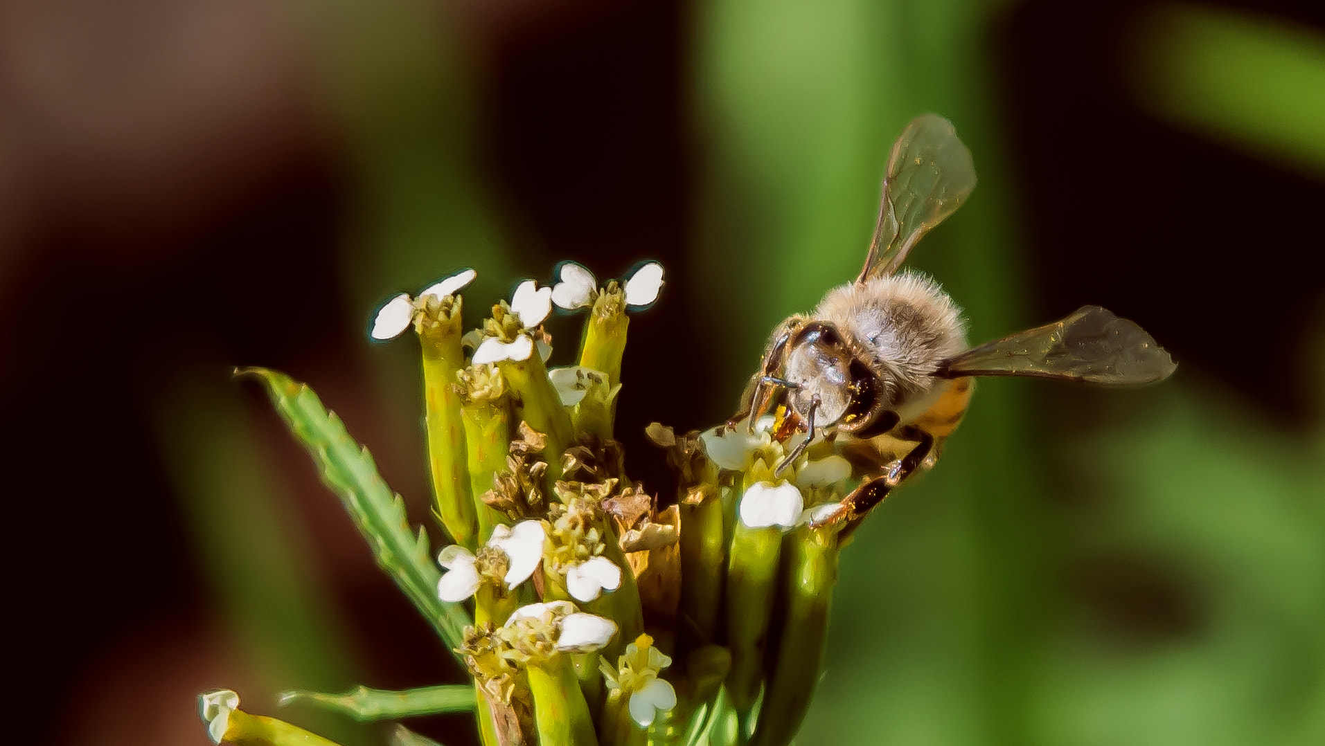 Nikon D5200 sample photo. Polinating bee photography