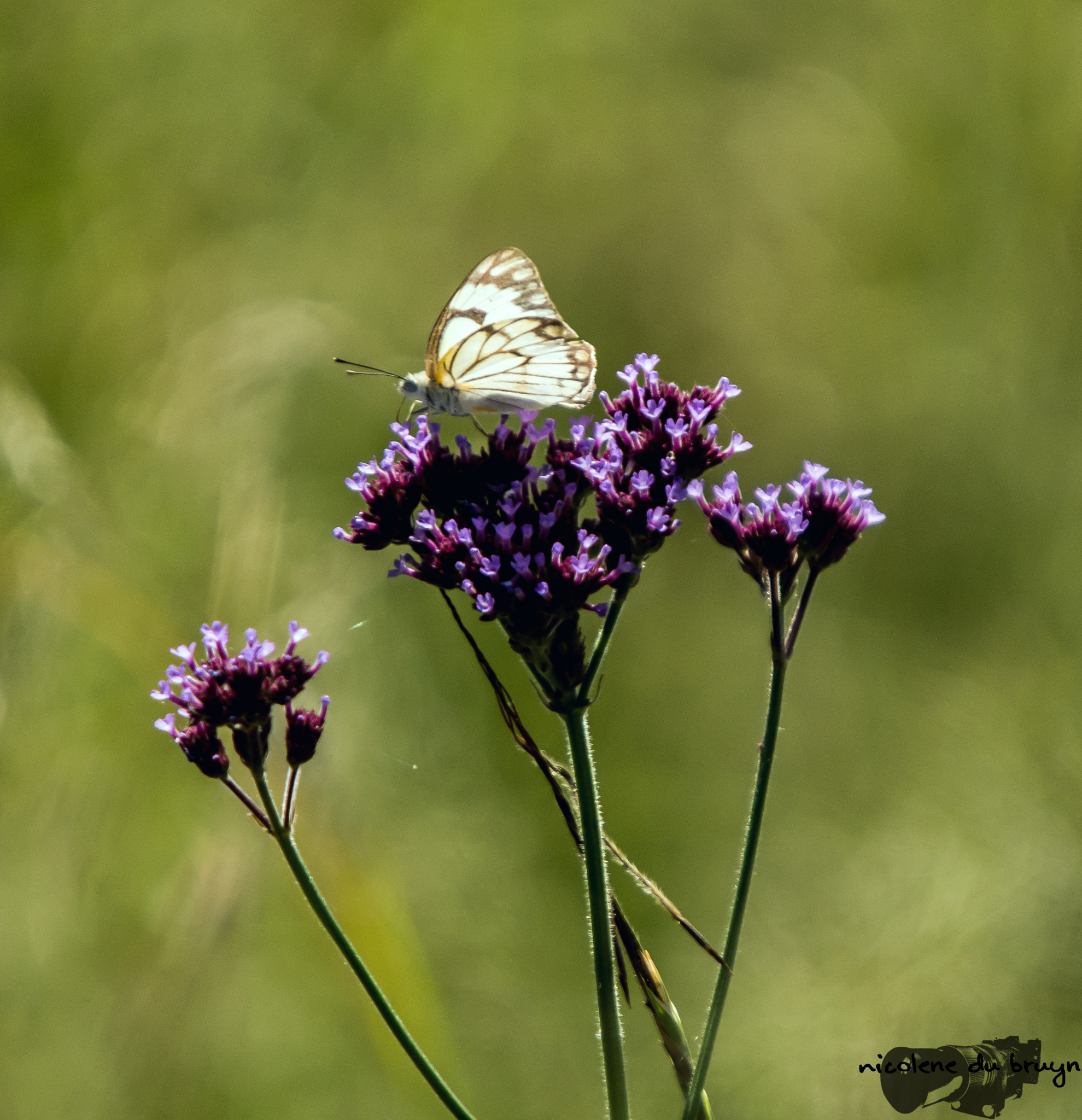 Sigma 50-500mm F4-6.3 EX APO RF HSM sample photo. Flutterby photography