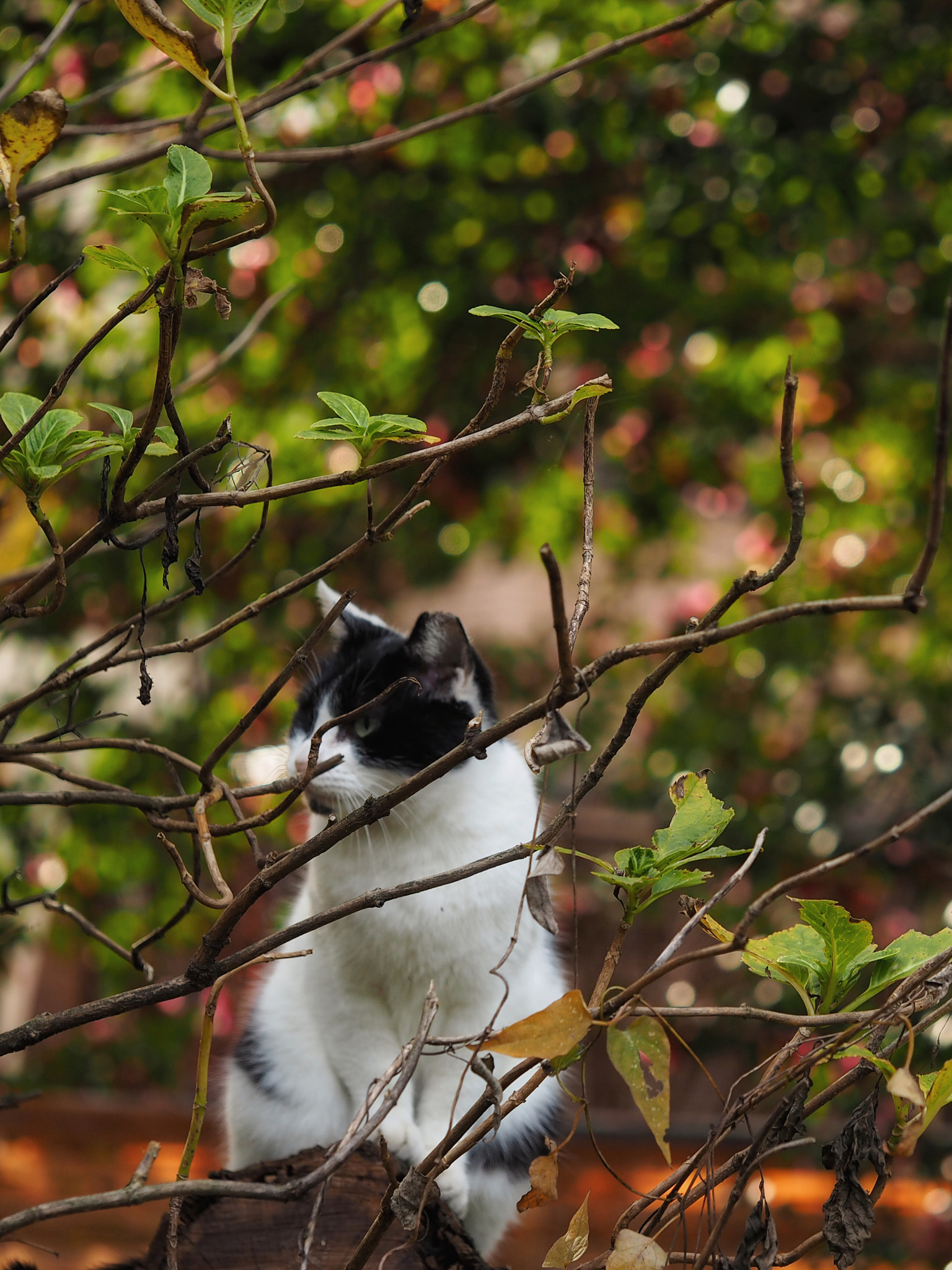 Olympus PEN E-PL7 sample photo. Piebald cat photography