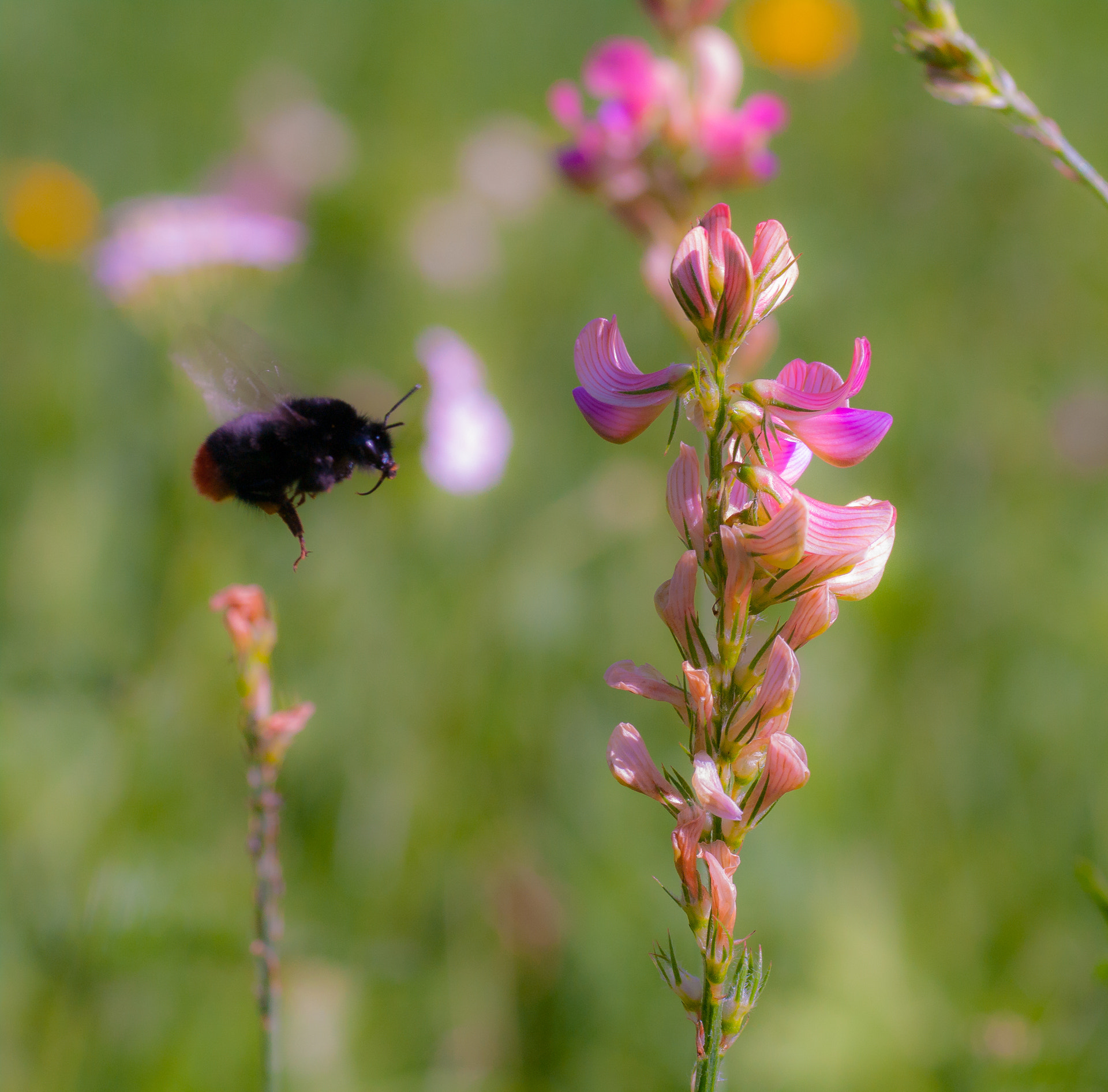 Pentax K-7 + Tamron SP AF 90mm F2.8 Di Macro sample photo. Almost there! photography