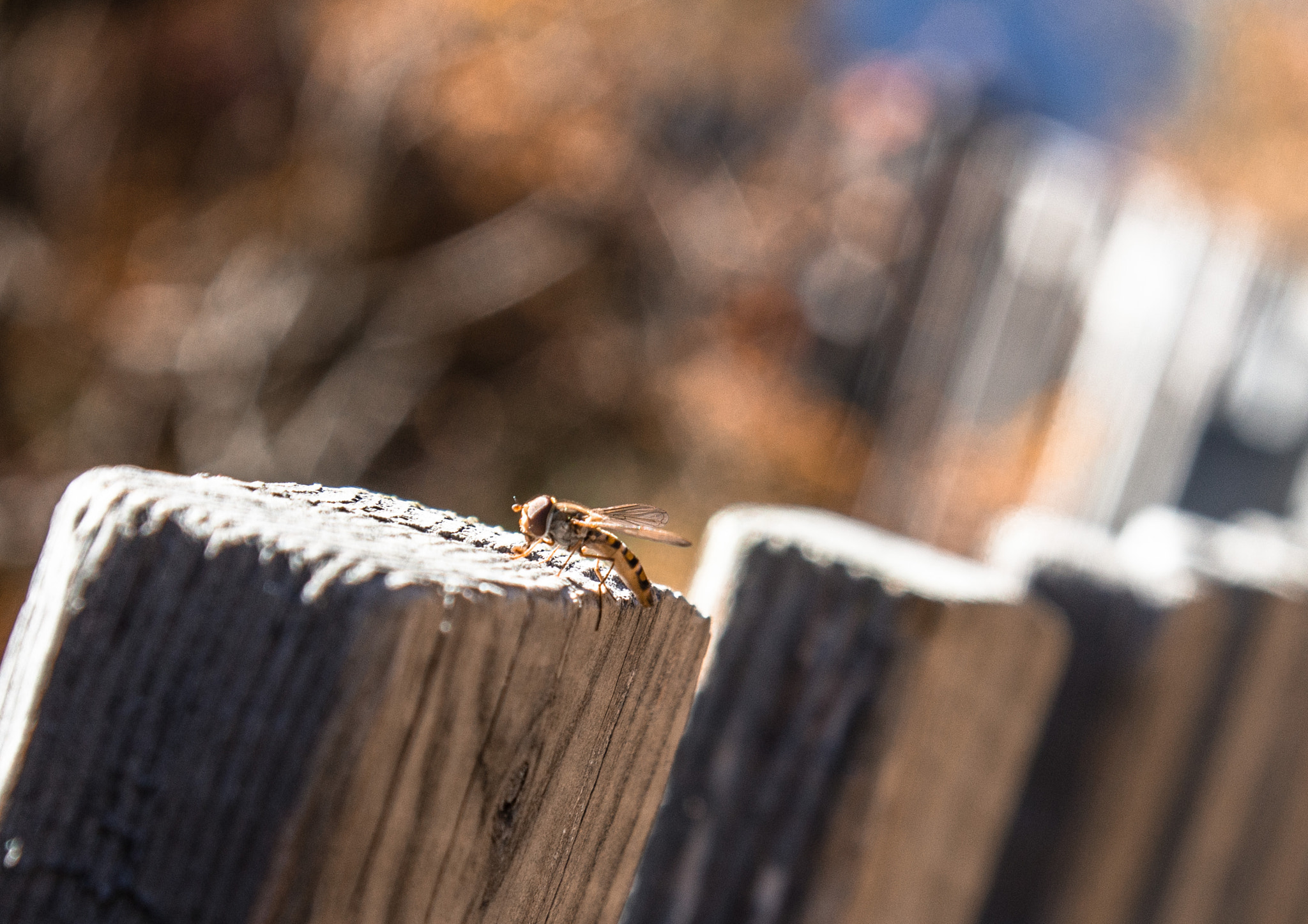 Canon EOS 700D (EOS Rebel T5i / EOS Kiss X7i) + Canon EF 24-105mm F4L IS USM sample photo. Autumn sun bath photography