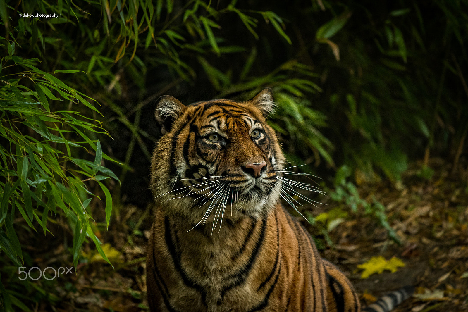 Nikon D500 sample photo. Spectacular sumatran tiger photography