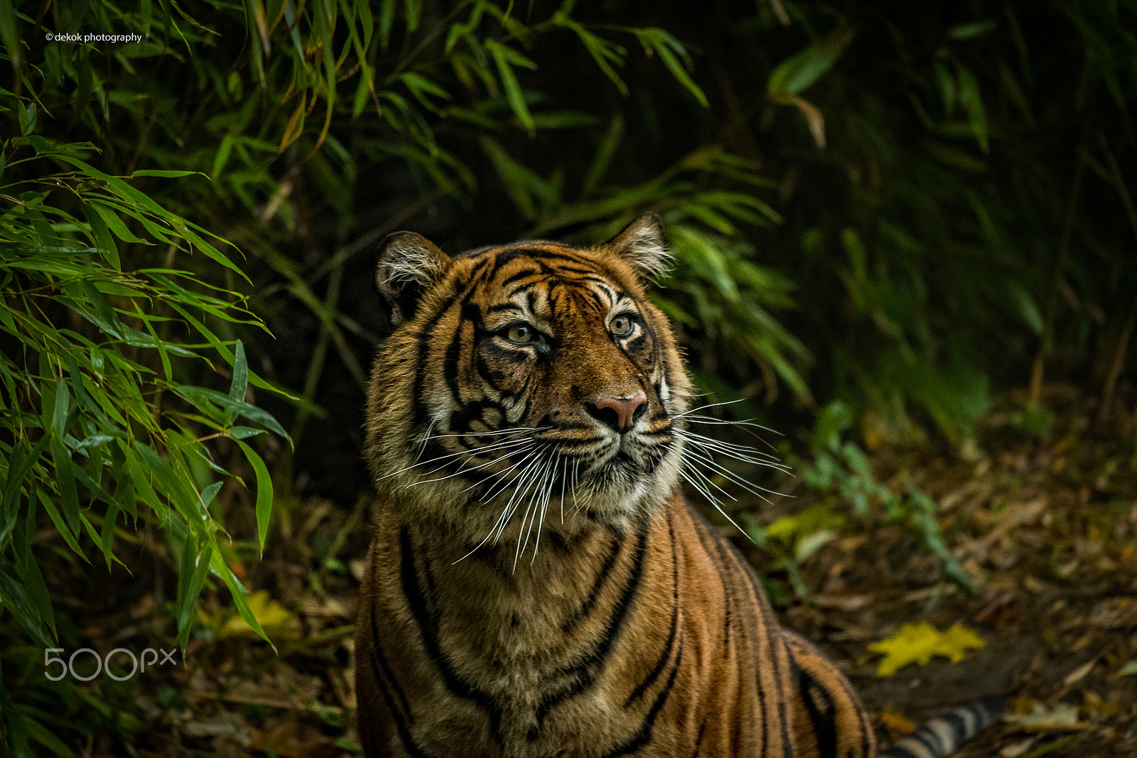 Nikon AF-S Nikkor 70-200mm F4G ED VR sample photo. Spectacular sumatran tiger photography