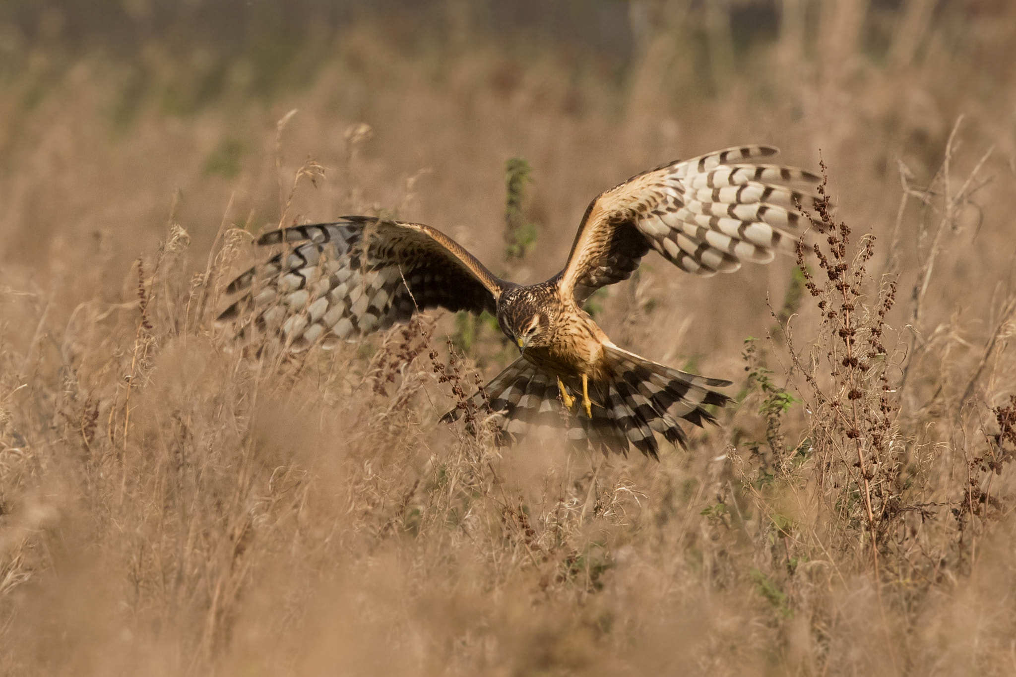 Canon EF 500mm F4L IS II USM sample photo. Low level flight photography