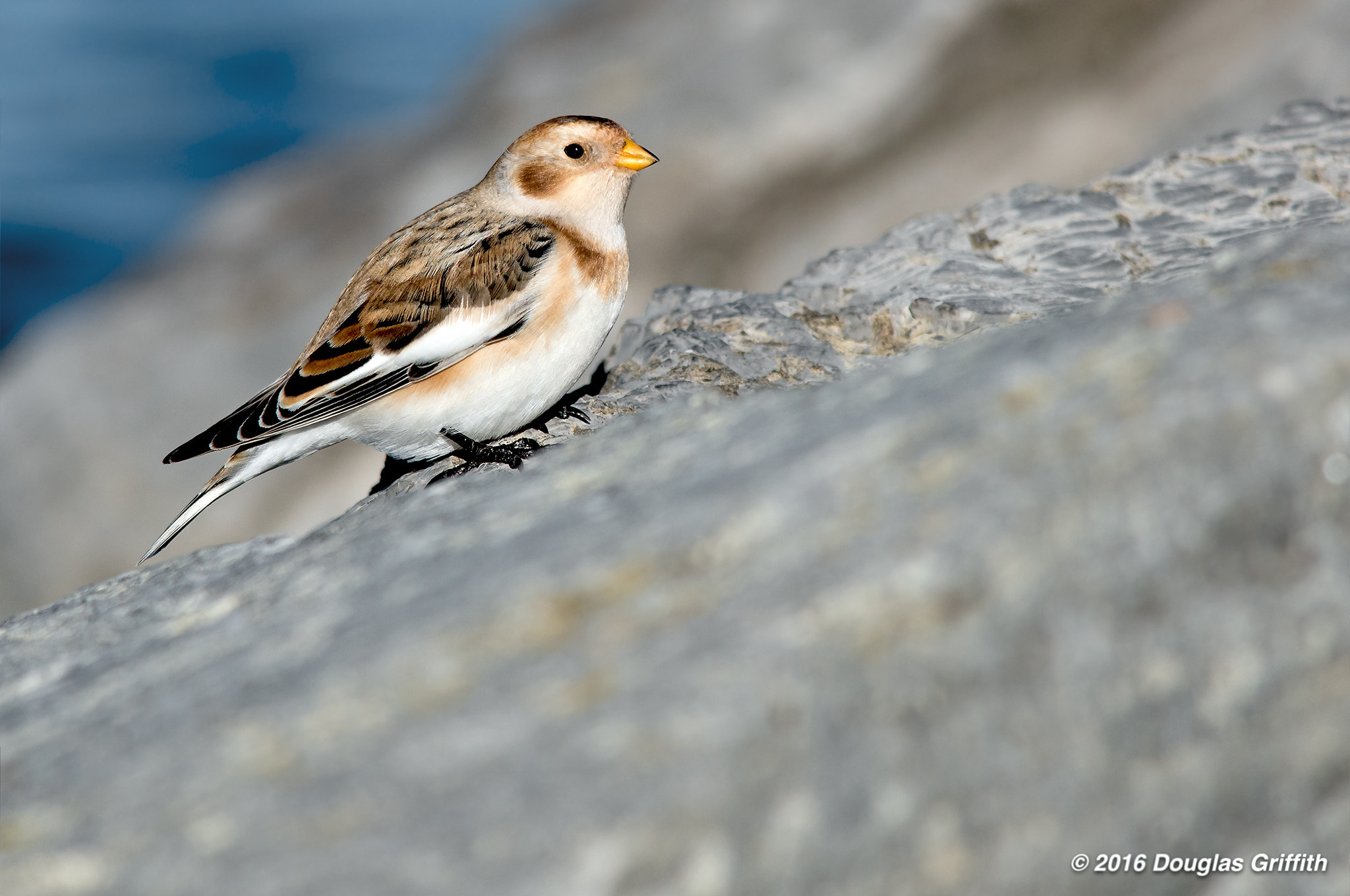 Nikon D810 + Nikon AF-S Nikkor 300mm F4D ED-IF sample photo. Mysterious smile: snow bunting (plectrophenax nivalis) photography