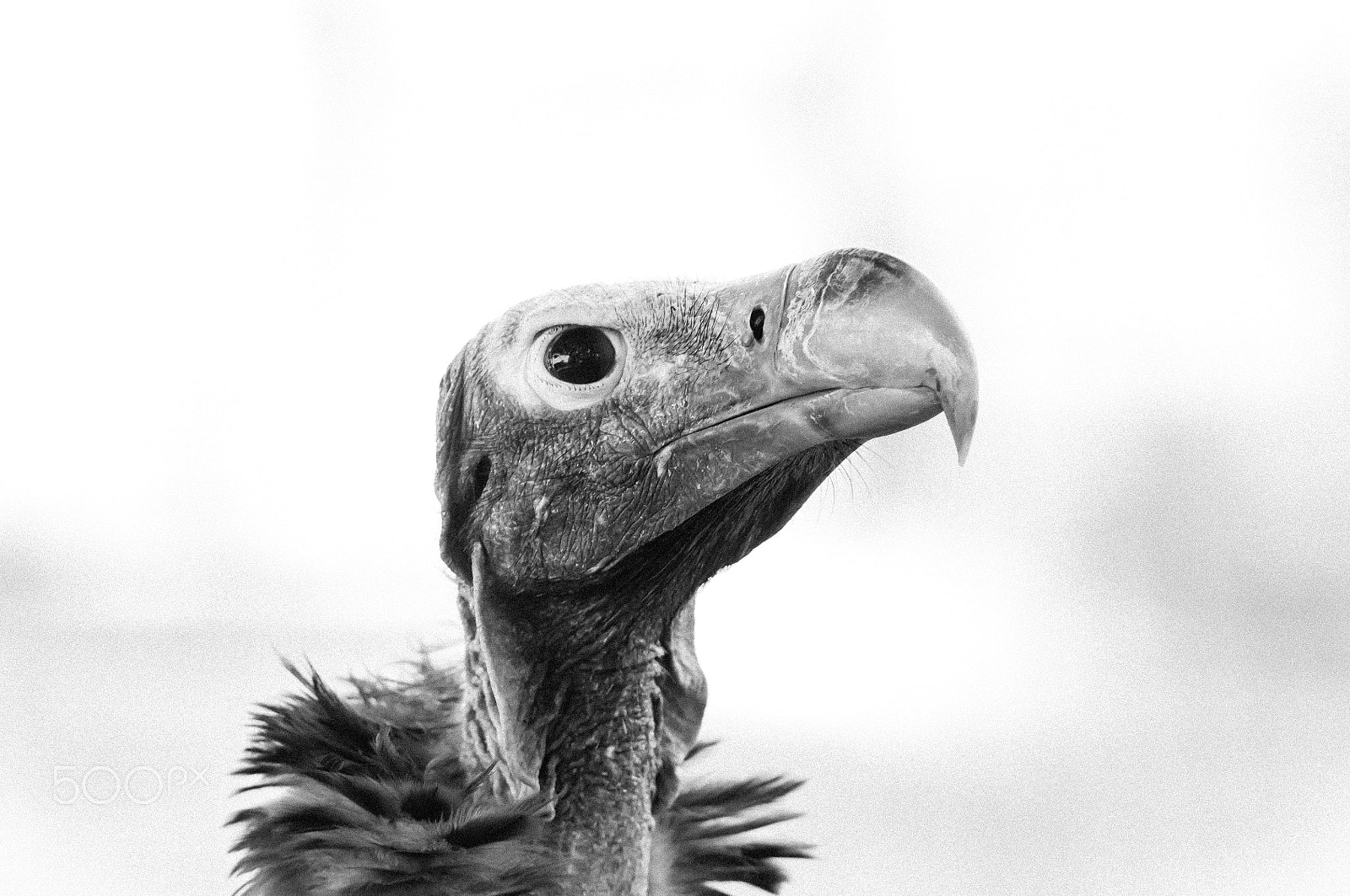 Nikon D300 + Nikon AF-S Nikkor 300mm F4D ED-IF sample photo. Lapped-faced vulture portrait (torgos tracheli) photography