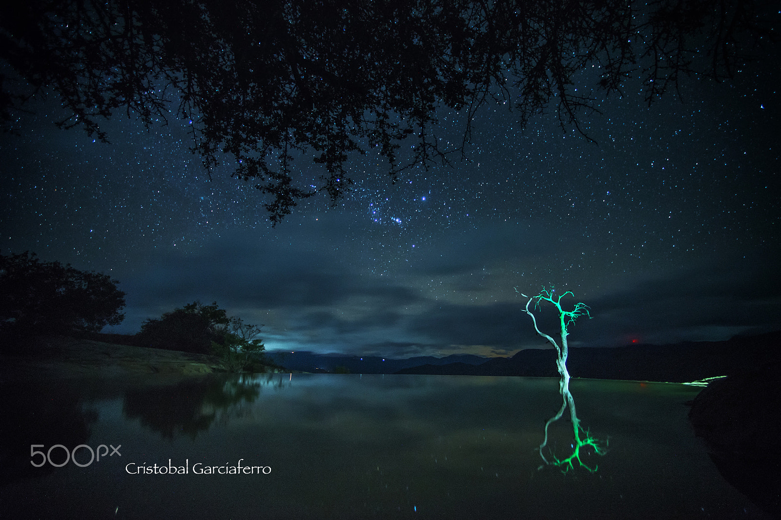 Nikon D4 sample photo. Lonely tree under stars photography