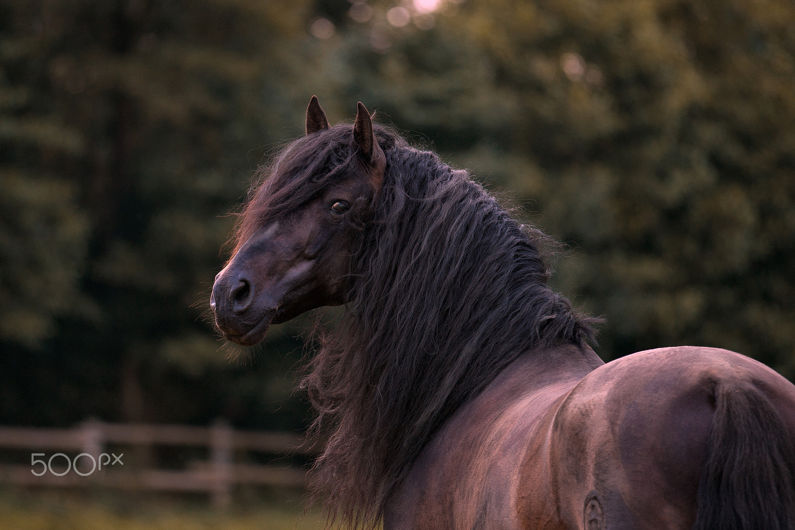 Canon EOS-1D Mark III sample photo. Spanish stallion photography