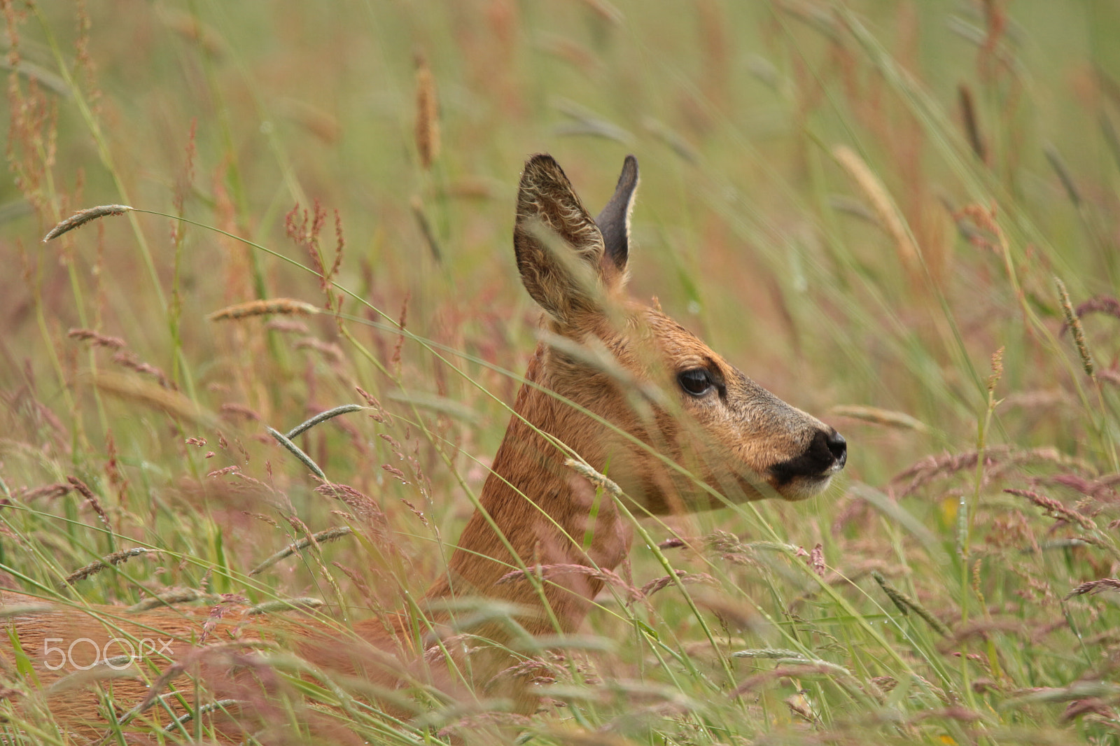Tamron SP 150-600mm F5-6.3 Di VC USD sample photo. Rehe im schwarzwald photography