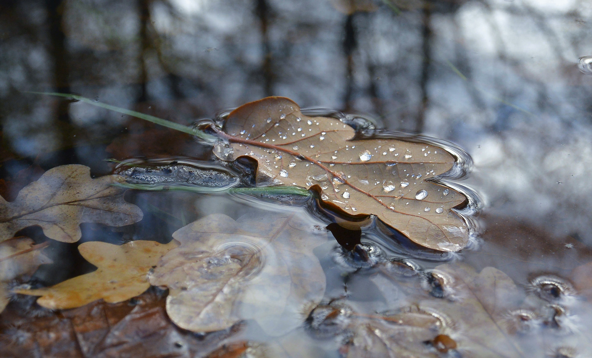 Nikon 1 Nikkor 11-27.5mm F3.5-5.6 sample photo. Beautiful for the last time... photography