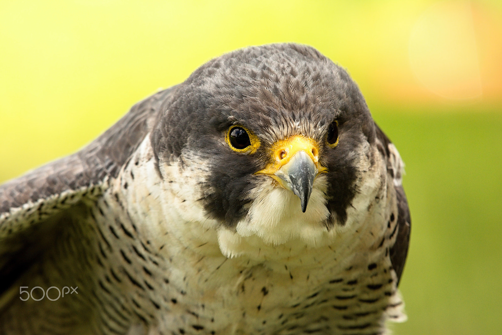 Nikon AF-S Nikkor 200-500mm F5.6E ED VR sample photo. Sokol stěhovavý  (falco peregrinus) photography