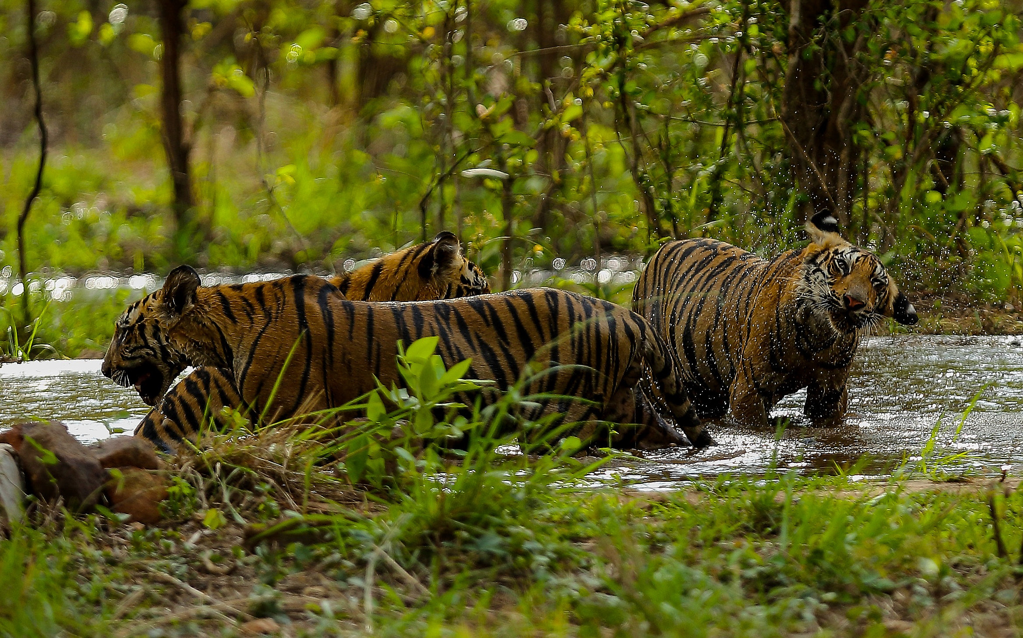 Canon EOS-1D X + Canon EF 300mm F2.8L IS USM sample photo. Tadoba ( kolsa ) , 1 dx 300 2.8 lens photography