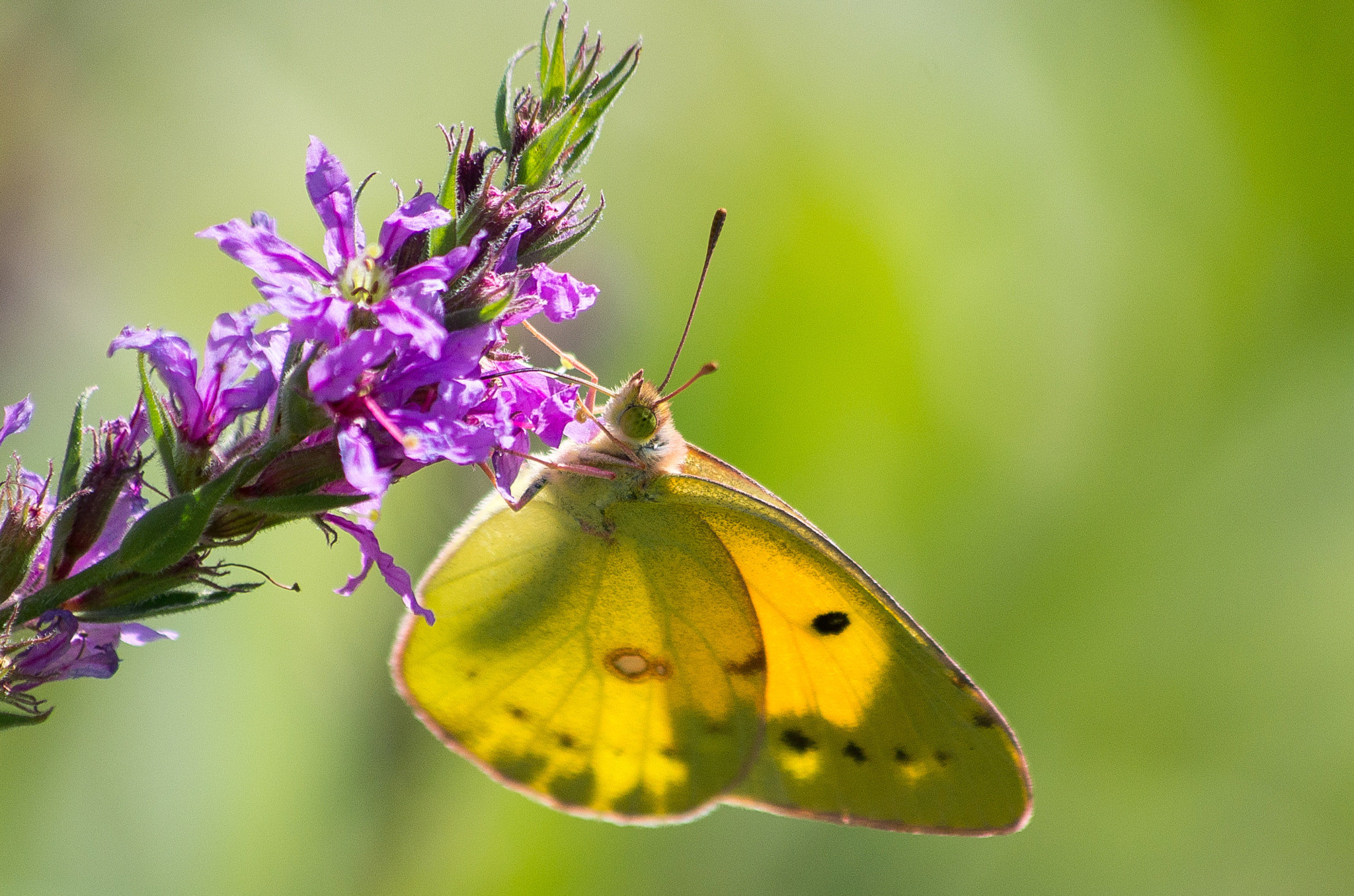 Pentax K-30 sample photo. Colias hyale // pale clouded yellow photography