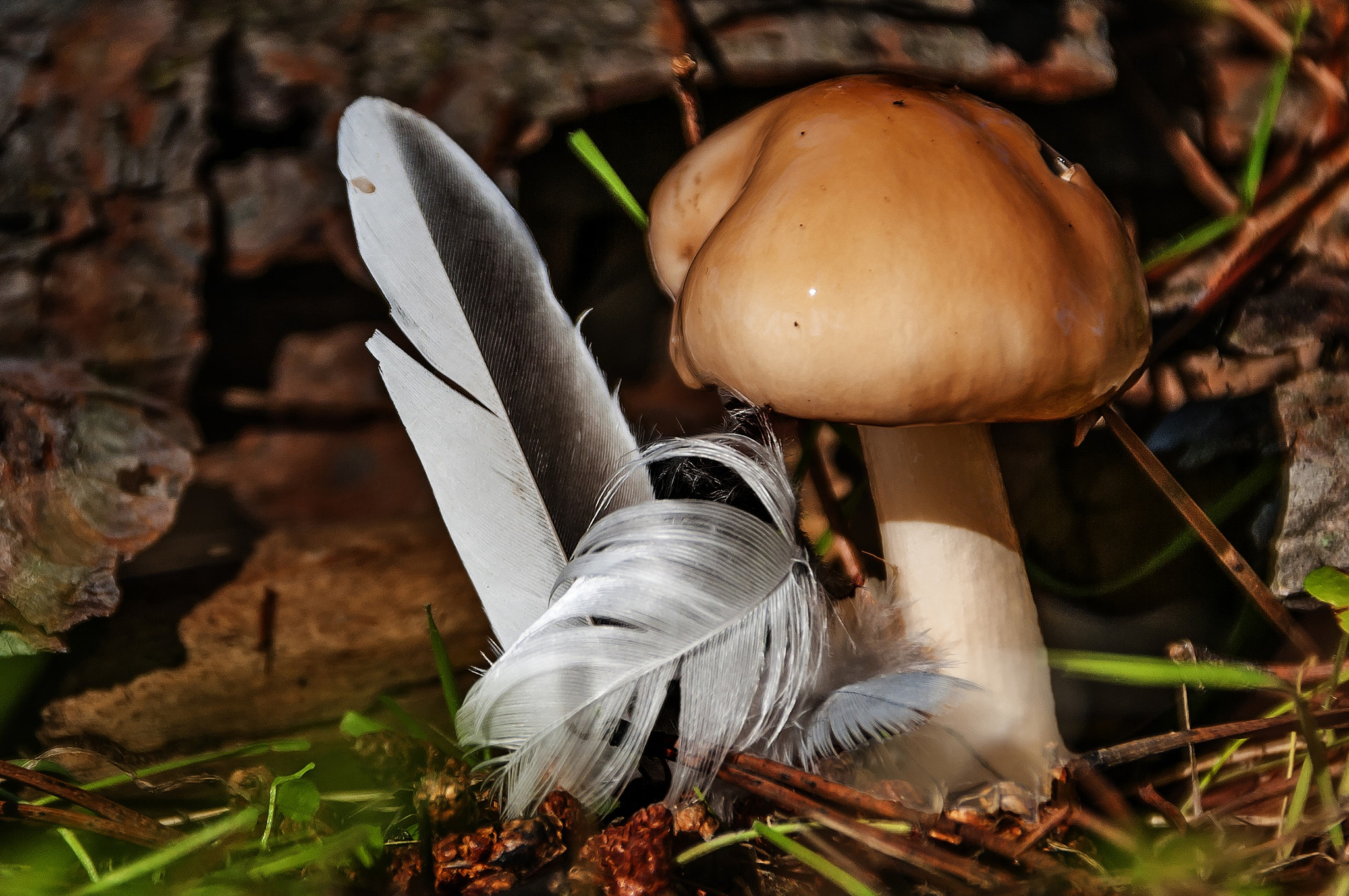 Sigma 18-200mm F3.5-6.3 DC OS HSM sample photo. Flying mushroom ? photography