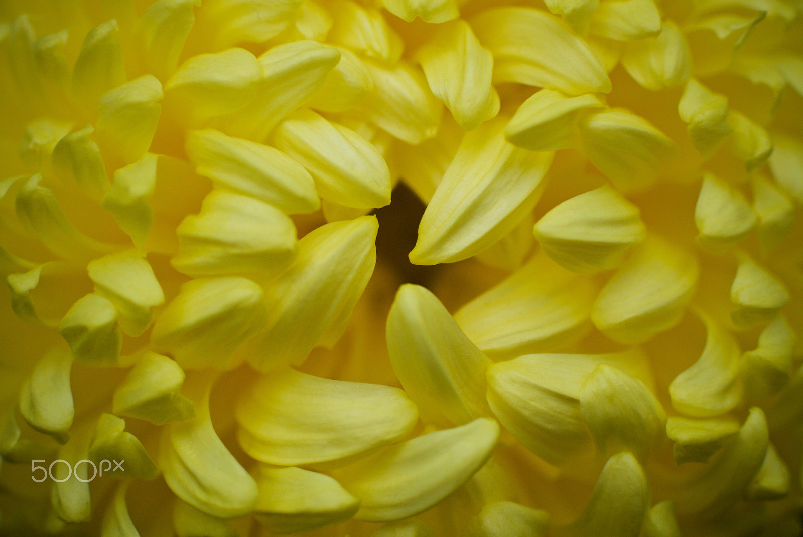 Nikon 1 J2 + Nikon 1 Nikkor 18.5mm F1.8 sample photo. Exhibition chrysanthemum centre photography