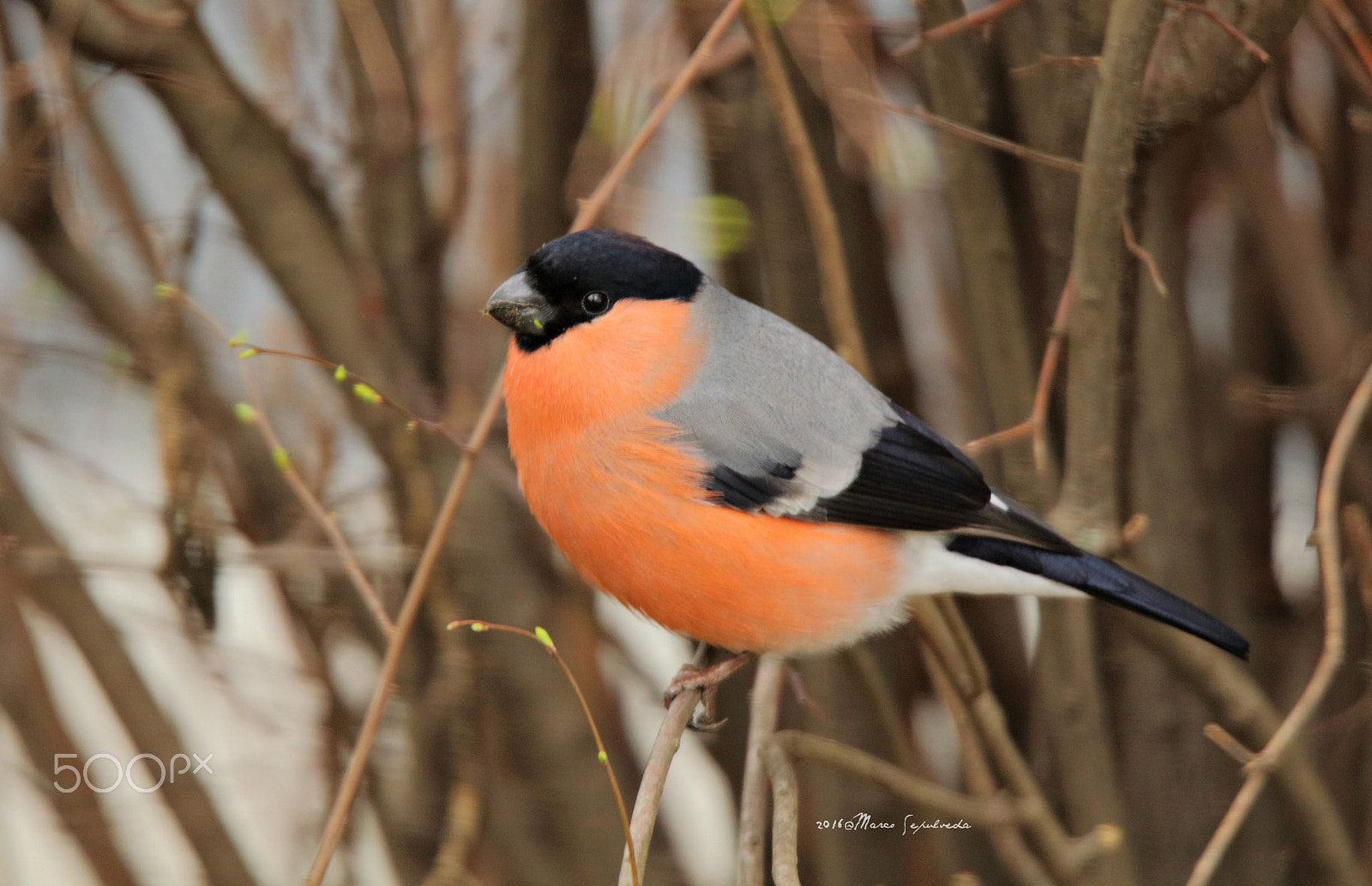 Tamron SP 150-600mm F5-6.3 Di VC USD sample photo. Gimpel in freiburg, germany photography
