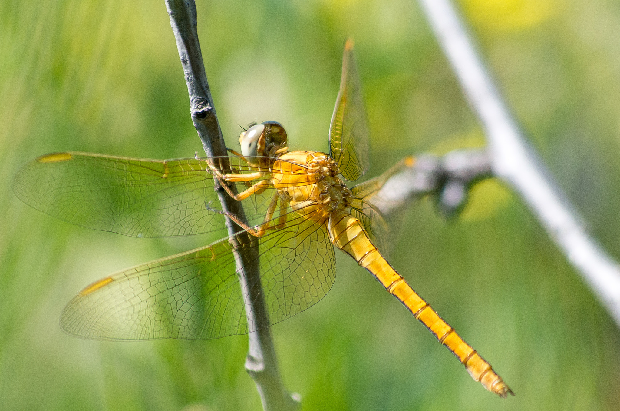 Pentax K-30 sample photo. Orange dragonfly photography